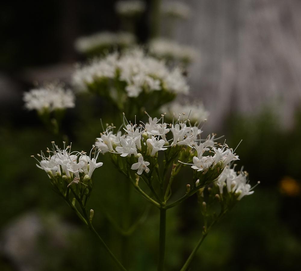 close up of white valerian flowers against a dark forest background