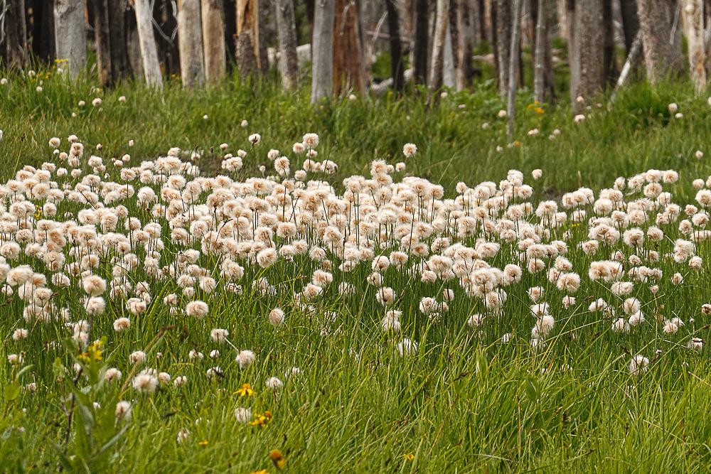 a marshy field before a stand of fire-killed standing trees, bearing a patch of grasses with white and sepia-toned balls of cottony seed heads