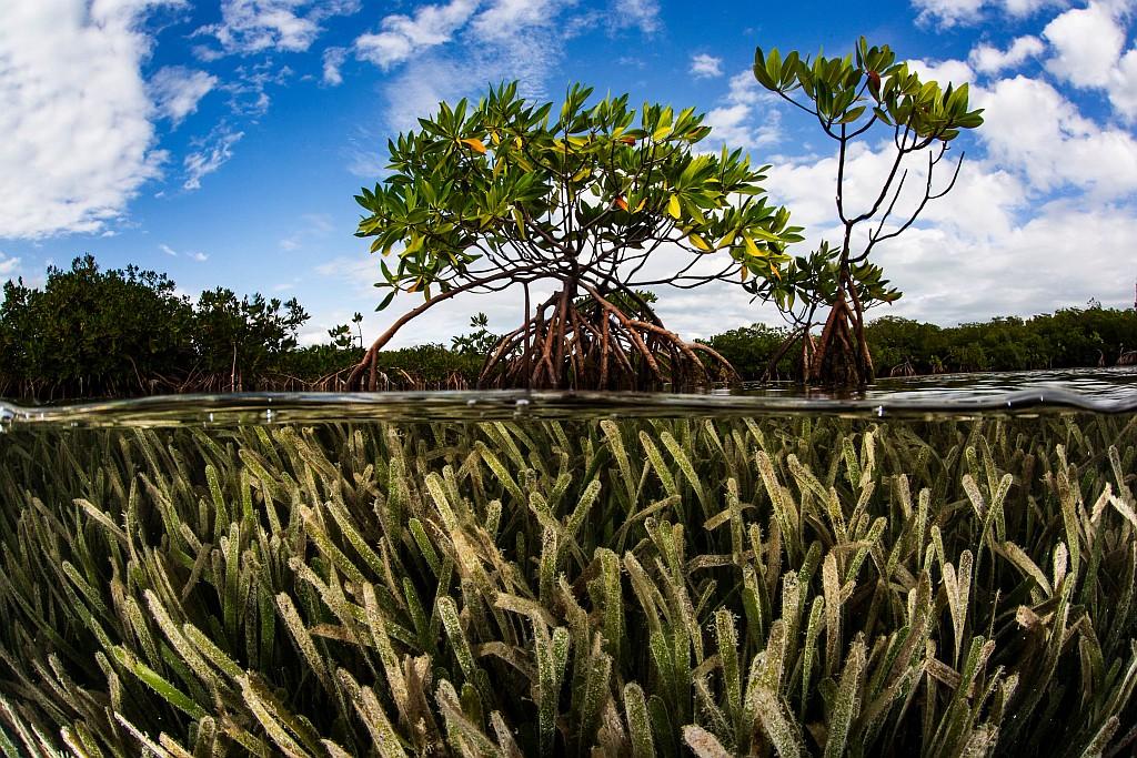 A split shot reveals the tangled roots above, and the seagrass bed below.