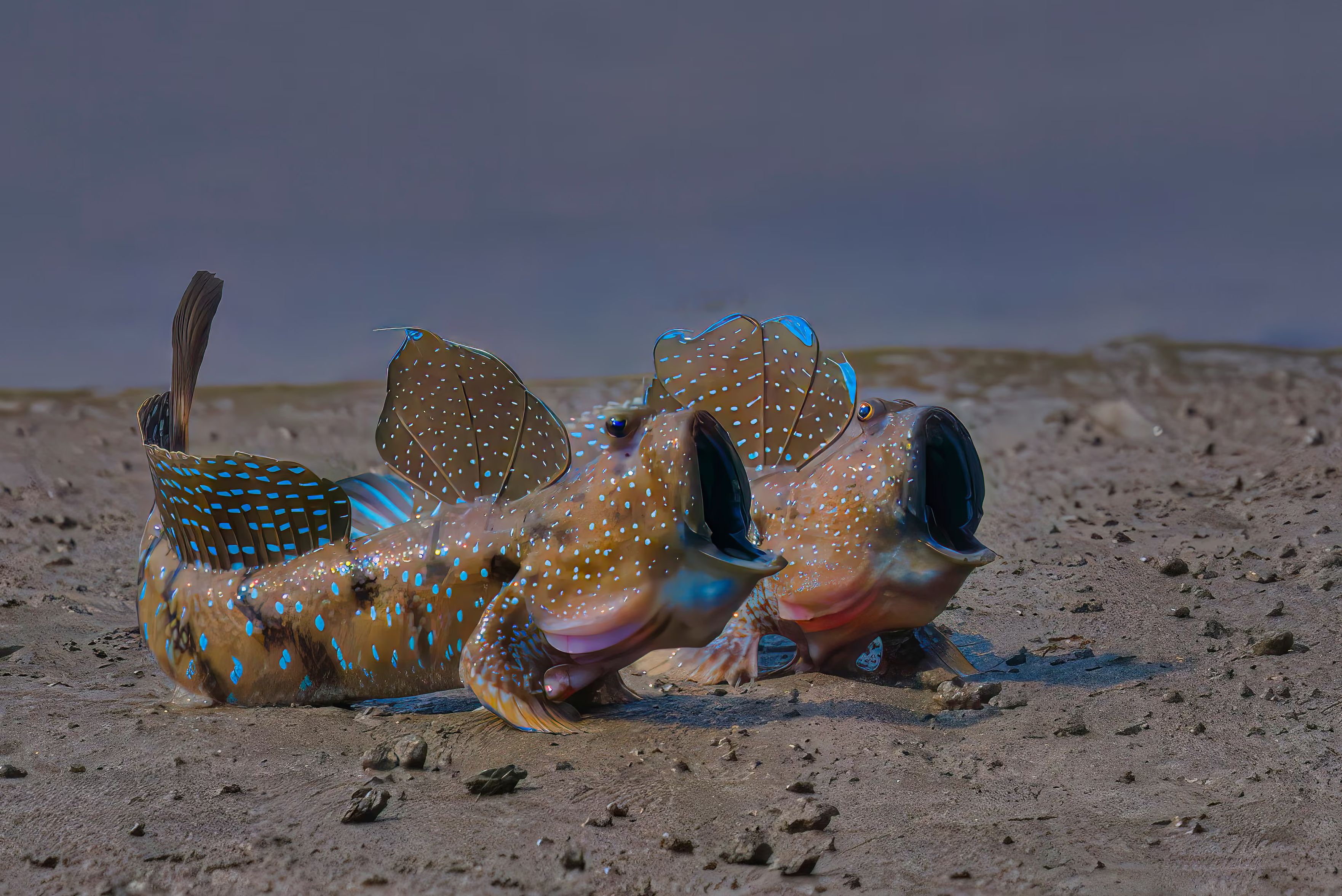 Two mudskippers face off on wet mud, mouths agape and fins raised in a territorial display, their blue-spotted patterns catching the light.