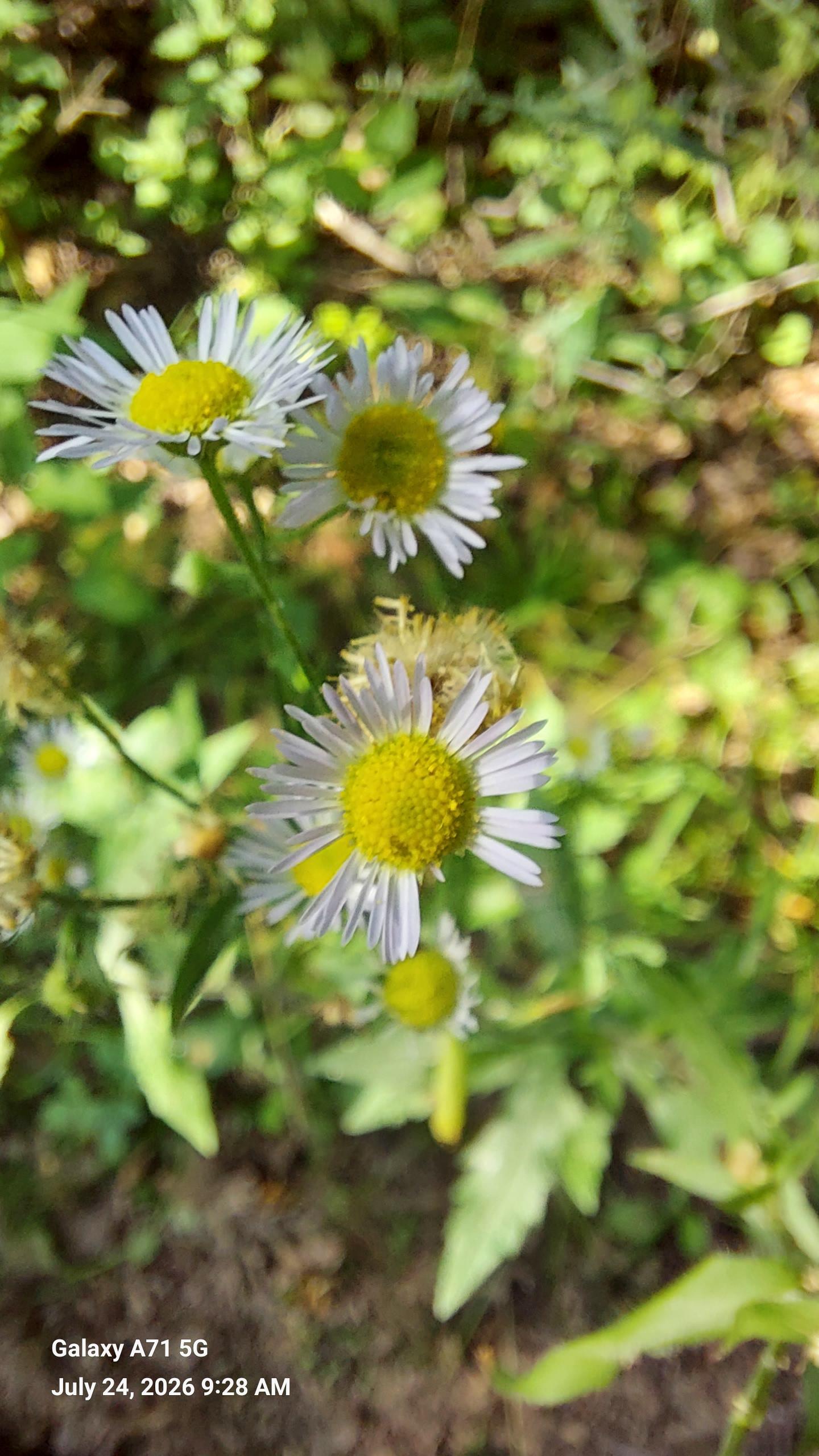 Image of small white wild flower
