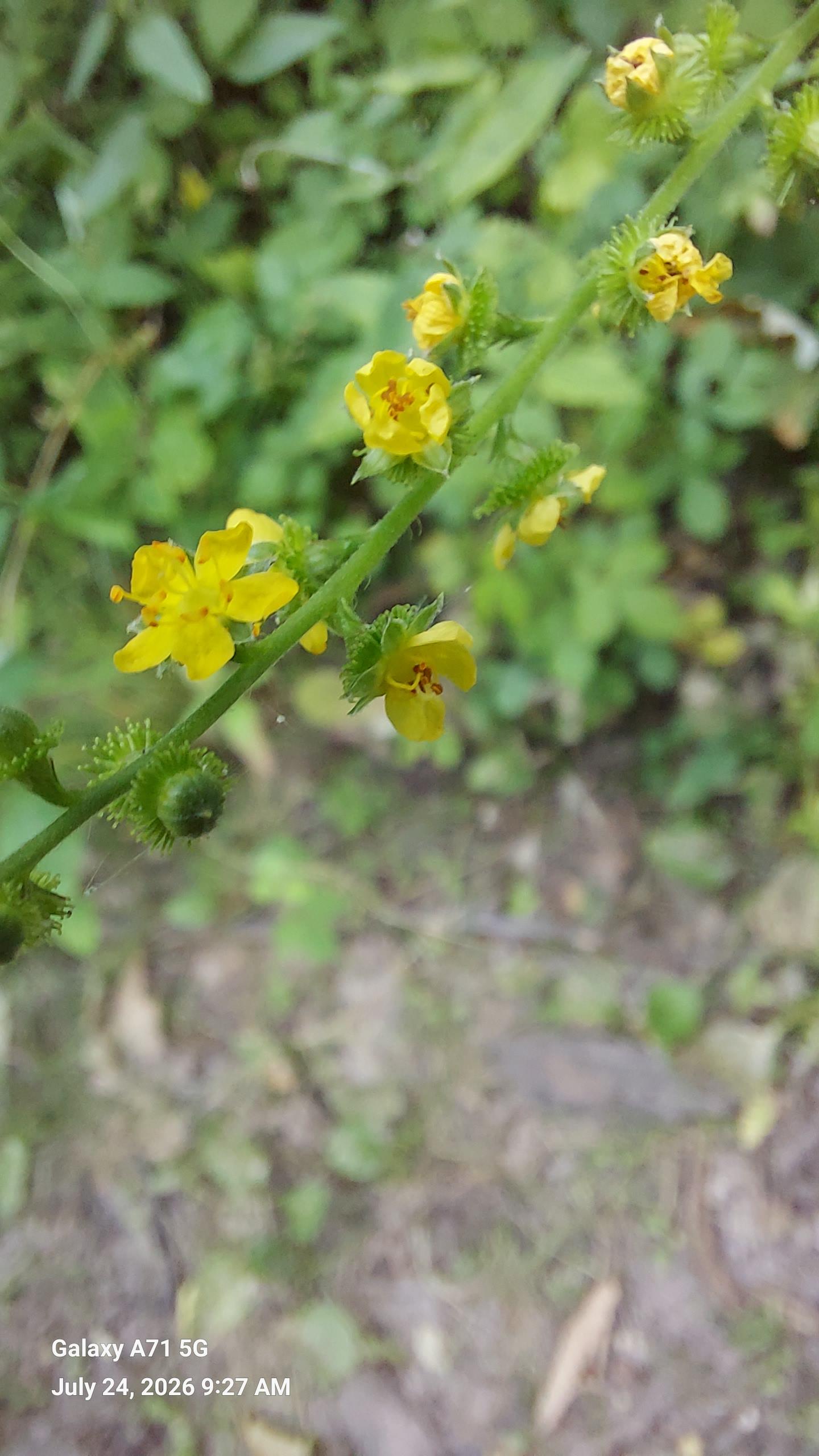 Image of agrimony in the wild with developing burr