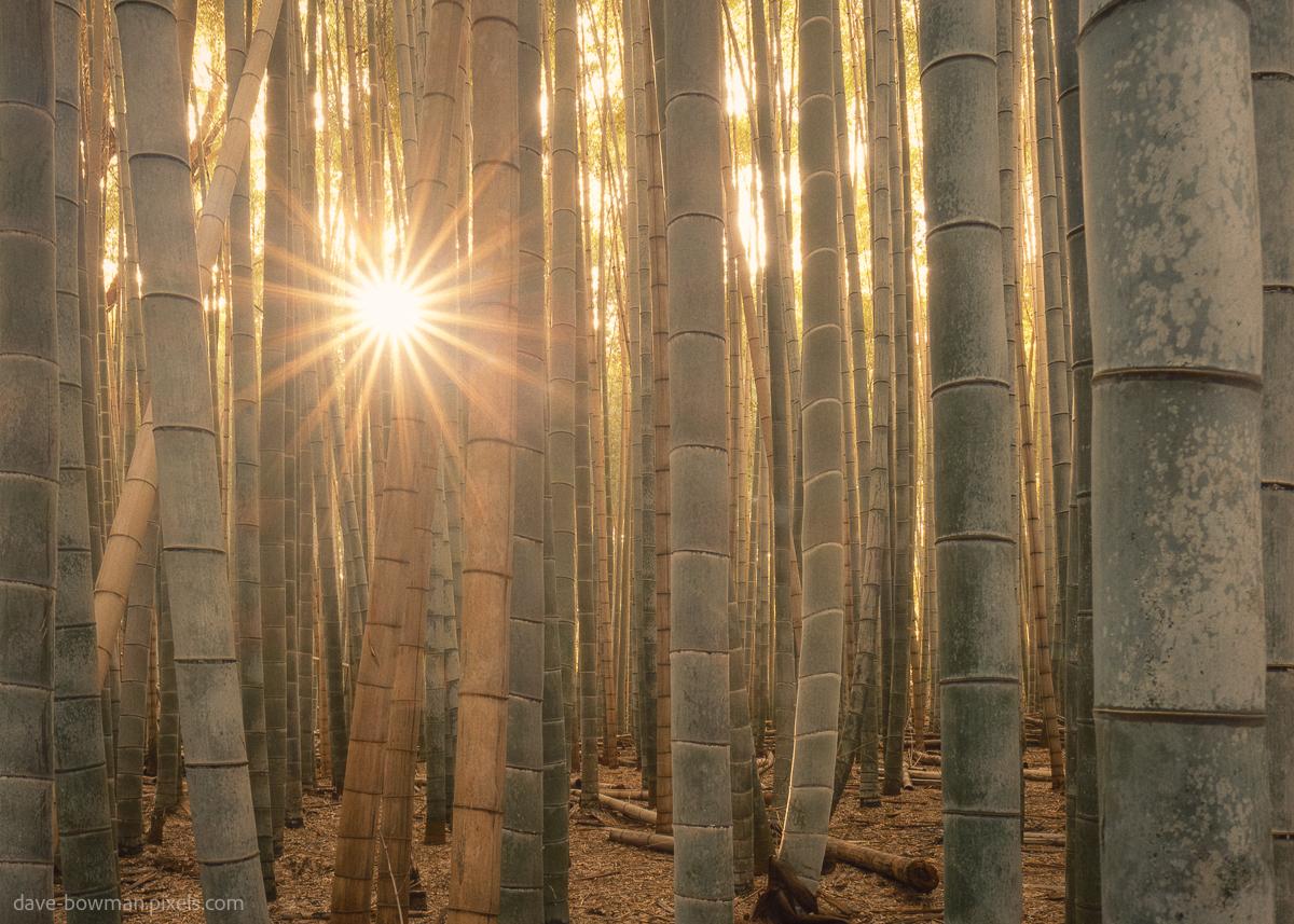 A photograph of the Arashiyama Bamboo Forest in Japan, where tall, slender bamboo trunks stand closely packed together, creating a dense wall of vertical green stems. In one section of the forest, sunlight breaks through between the bamboo, creating a bright opening within the rows of trunks and drawing attention to the contrast between the illuminated area and the surrounding shade. The tightly arranged bamboo and the small separation created by the light give the scene a calm and structured appearance.