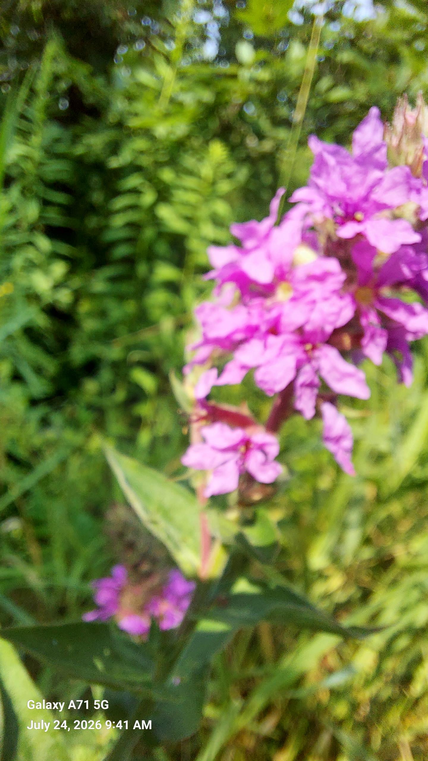 Image of purple wildflower