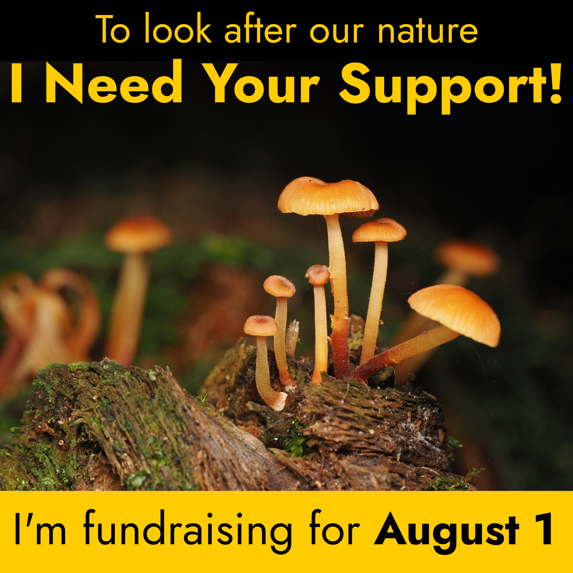 A close-up photo of orange mushrooms growing from a stump, with other mushrooms faded in the background. Text overlaid over the image reads: 

To look after our nature
I Need Your Support!
I'm fundraising for August 1