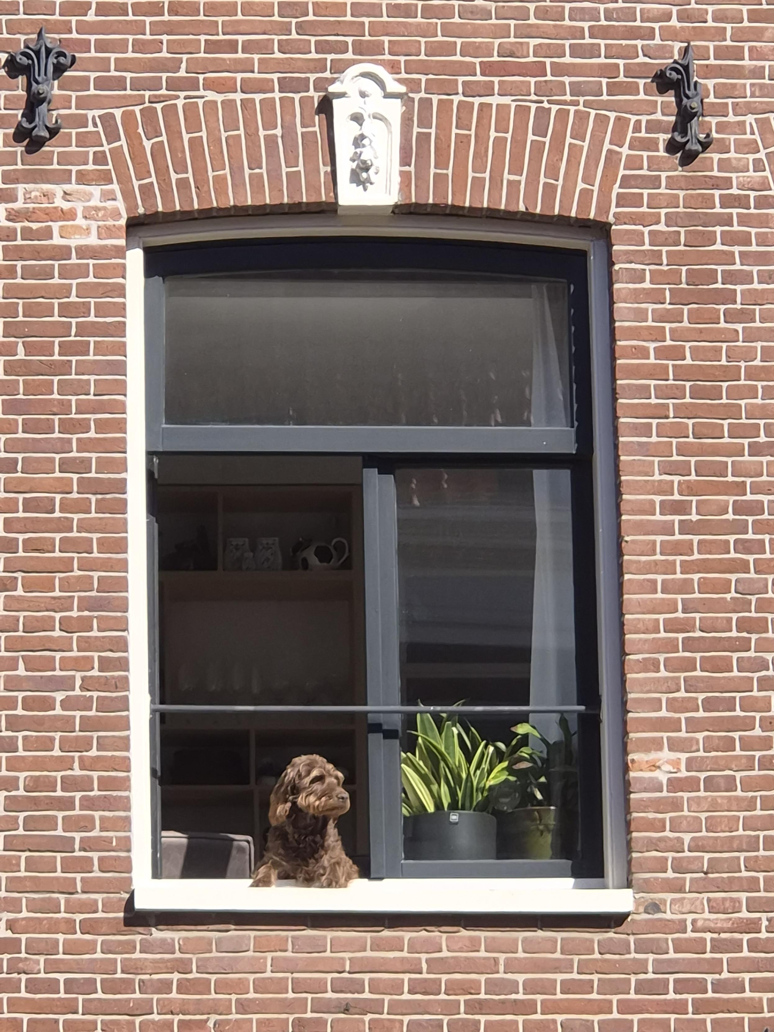 Dog looking out from a window