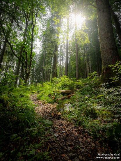 This image captures a serene forest trail bathed in soft, dappled sunlight. Tall, slender trees stretch upward, their leaves forming a dense canopy that filters the light into gentle beams. The path, winding through the lush greenery, is lined with moss-covered roots and fallen branches, adding a rustic charm. Ferns and low-lying plants thrive in the underbrush, their vibrant green hues enhanced by the sunlight. The scene exudes tranquility and the untouched beauty of nature, inviting the viewe…