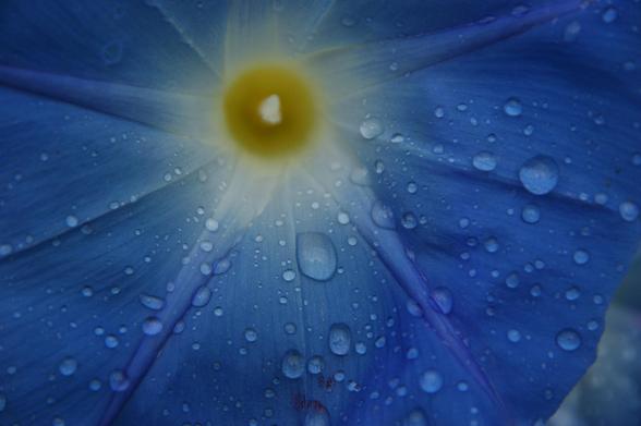 This image showcases a close-up of a vibrant blue flower petal adorned with delicate water droplets. The petals radiate outward from a bright yellow center, which glows softly, resembling a miniature sun. The droplets, scattered across the surface, catch the light, adding a fresh and dewy appearance. The intricate veins of the petal are visible, enhancing the texture and depth. The overall composition highlights the beauty of nature’s details, evoking a sense of calm and appreciation for the sm…