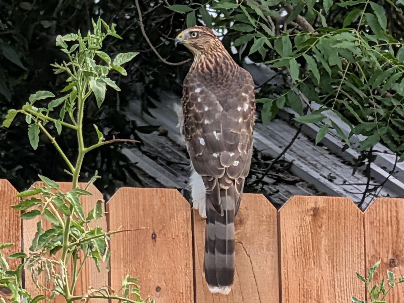 A large hawk perches on top a cedar pick fence with its back to the camera, displaying reddish brown feathers mixed with white.