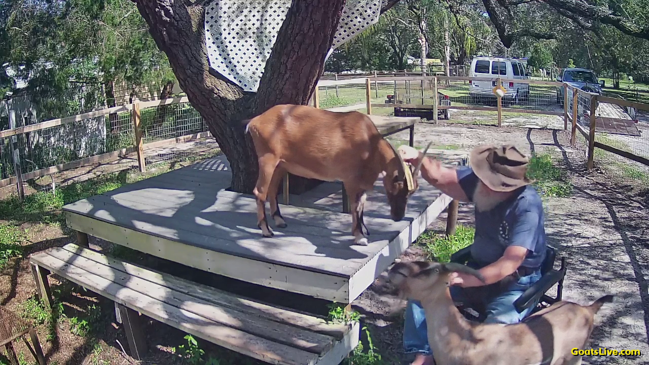 An old man sits in a wheelchair brushing the head of a brown goat standing on a deck, while he scratches the head of a tan goat standing on the ground in front of him. Happy time for all of us!