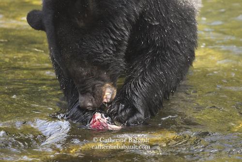 Close-up of a black bear eating a salmon in a shallow river. We can see the teeth of the beast as it rips the fish apart.