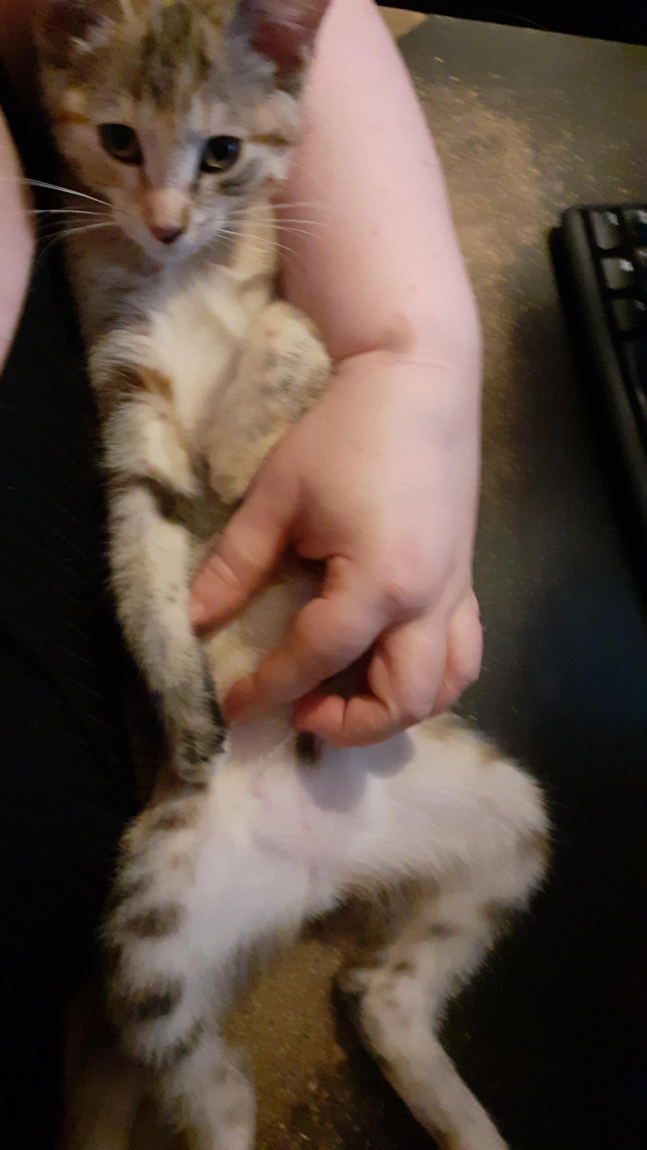 A top down photo of Tippi as she is on her back, comfortably spread out on my desk. I'm rubbing her tummy as she purrs in my arms.