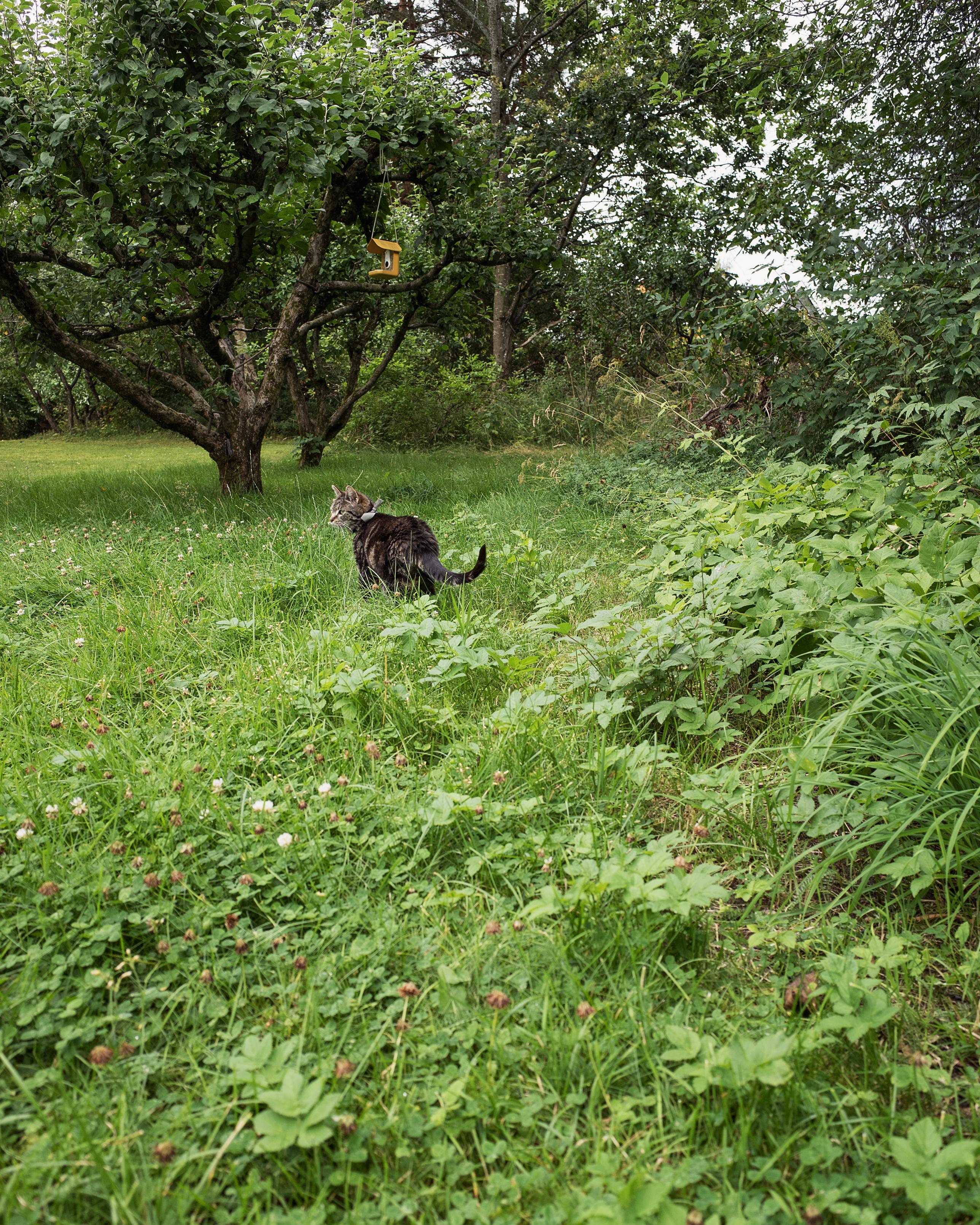 Very cute tabby cat on a little walk in her garden.