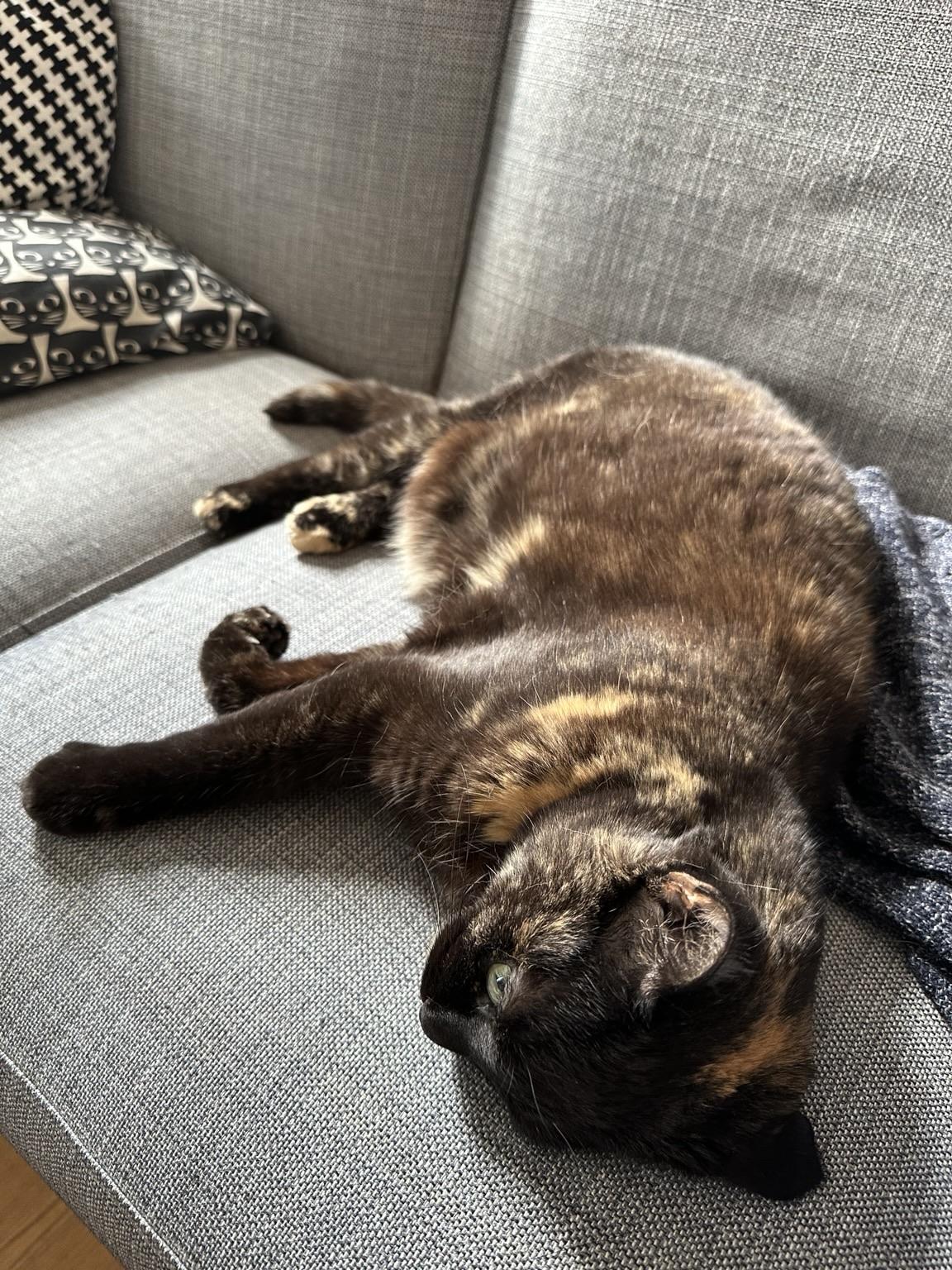 Doris, a tortoiseshell cat, lounging on her side on a sofa