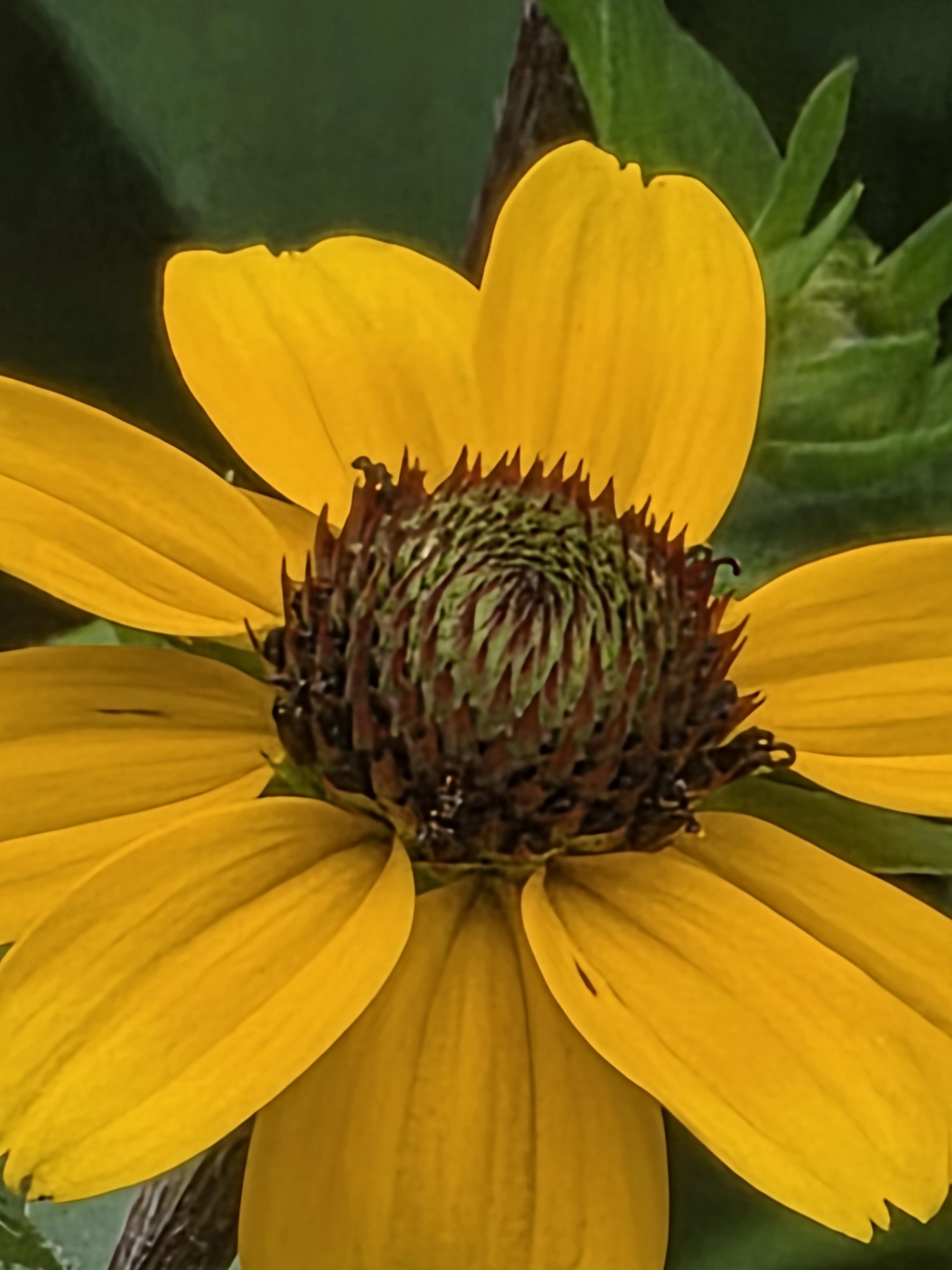 The center of a yellow flower. It sort of looks like a green dragonfruit with brown tips.