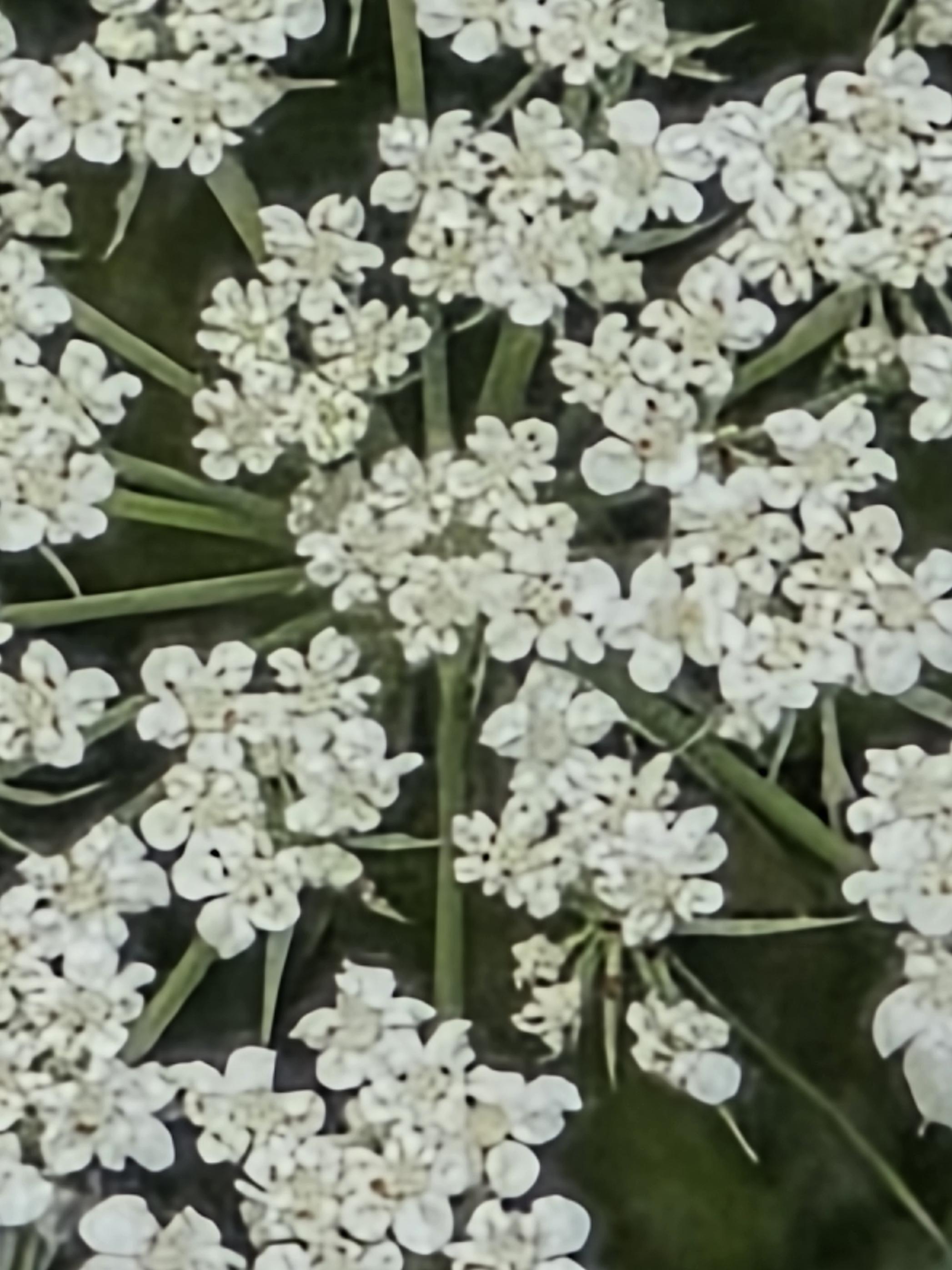 Closeup of very tiny little white flowers.