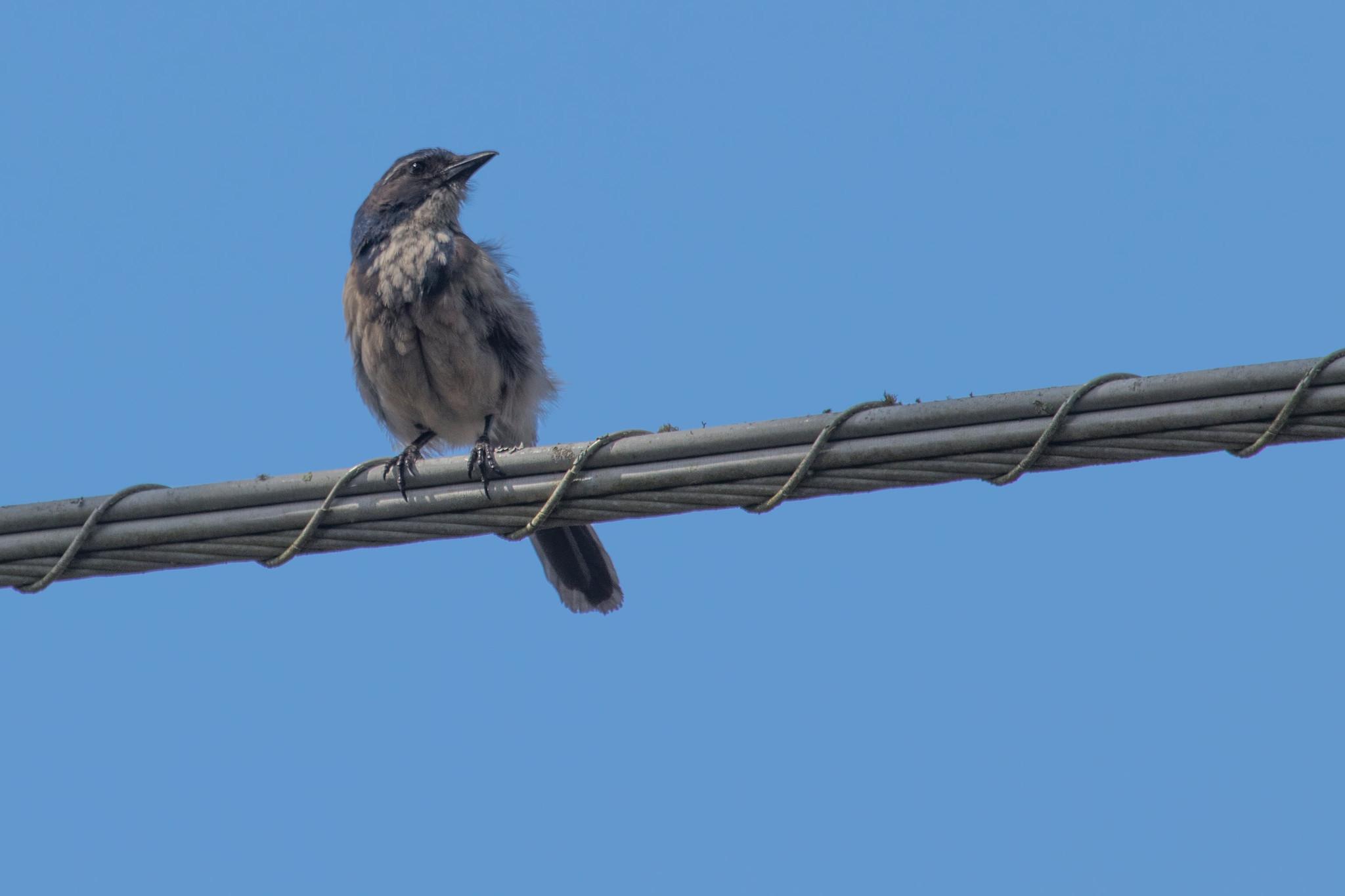 Here's a plump scrubjay with frizzy feathers hanging out on a wire in front of my house.  It's a lovely specimen.  

Deep powder blue head and back and tail.  Grey and blue fuzz mottle its grey-ish he bib and chest.  The sky is a bright blue, even though the photo was taken in July.  

The grey of the wire upon which the bird perches pulls the scene together.