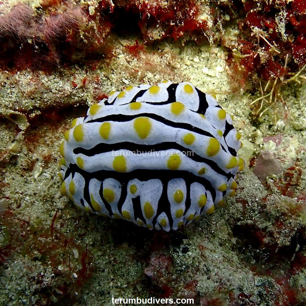 a white black and yellow big nudibranch, diving lombok gili indonesia