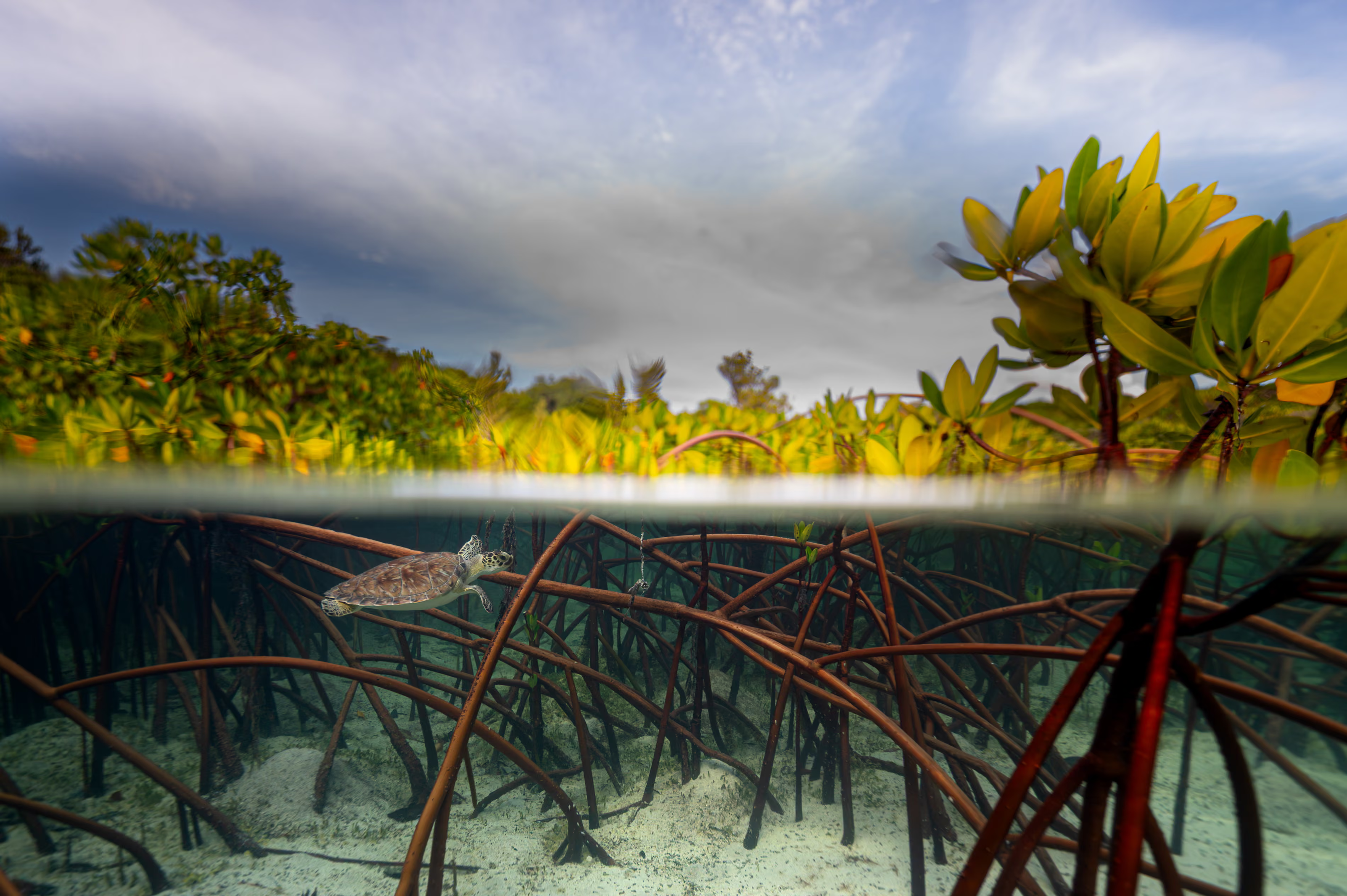 A juvenile green turtle in a shallow Bahamian mangrove forest near sunset during high tide.

The mangrove forest provides shelter for little green turtles like this one from tiger sharks and other predators.