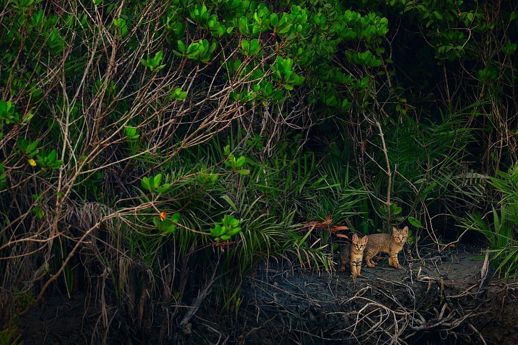 Two jungle cat kittens emerge from the dense mangrove forest in the Sundarban tiger reserve.