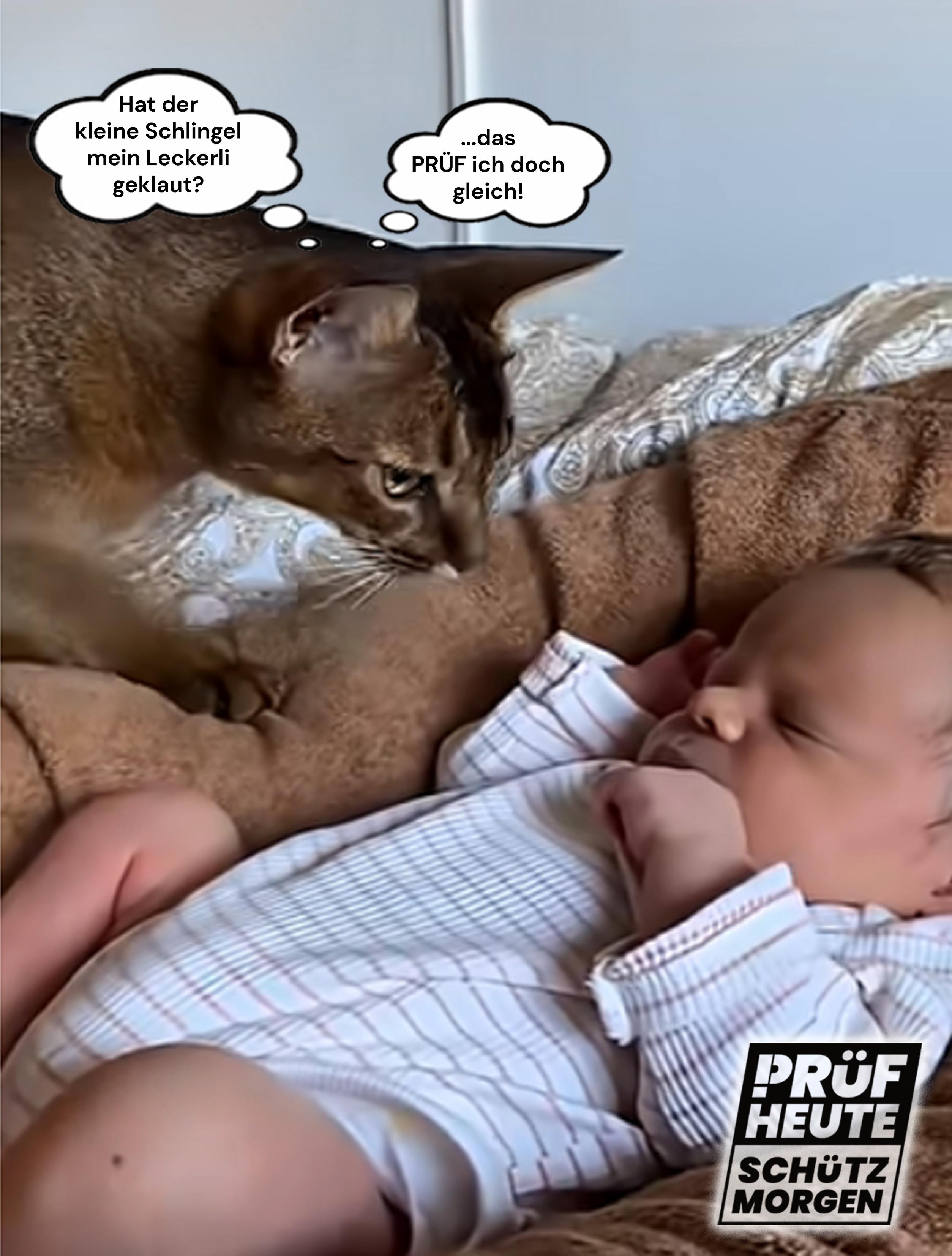 Ein Baby macht eine Faust und ist darüber eingeschlafen. Von links schleicht sich eine Katze heran und schaut gebannt auf die Faust. Sie könnte denken "Hat der kleine Schlingel mein Leckerli geklaut?" "...das PRÜFe ich doch gleich"
Unten rechts ist das Logo von PRÜF
"PRÜF
HEUTE
SCHÜTZ
MORGEN"
Das "P" von PRÜF besteht aus einem Ausrufezeichen und einem passenden Bogen am oberen Ende.