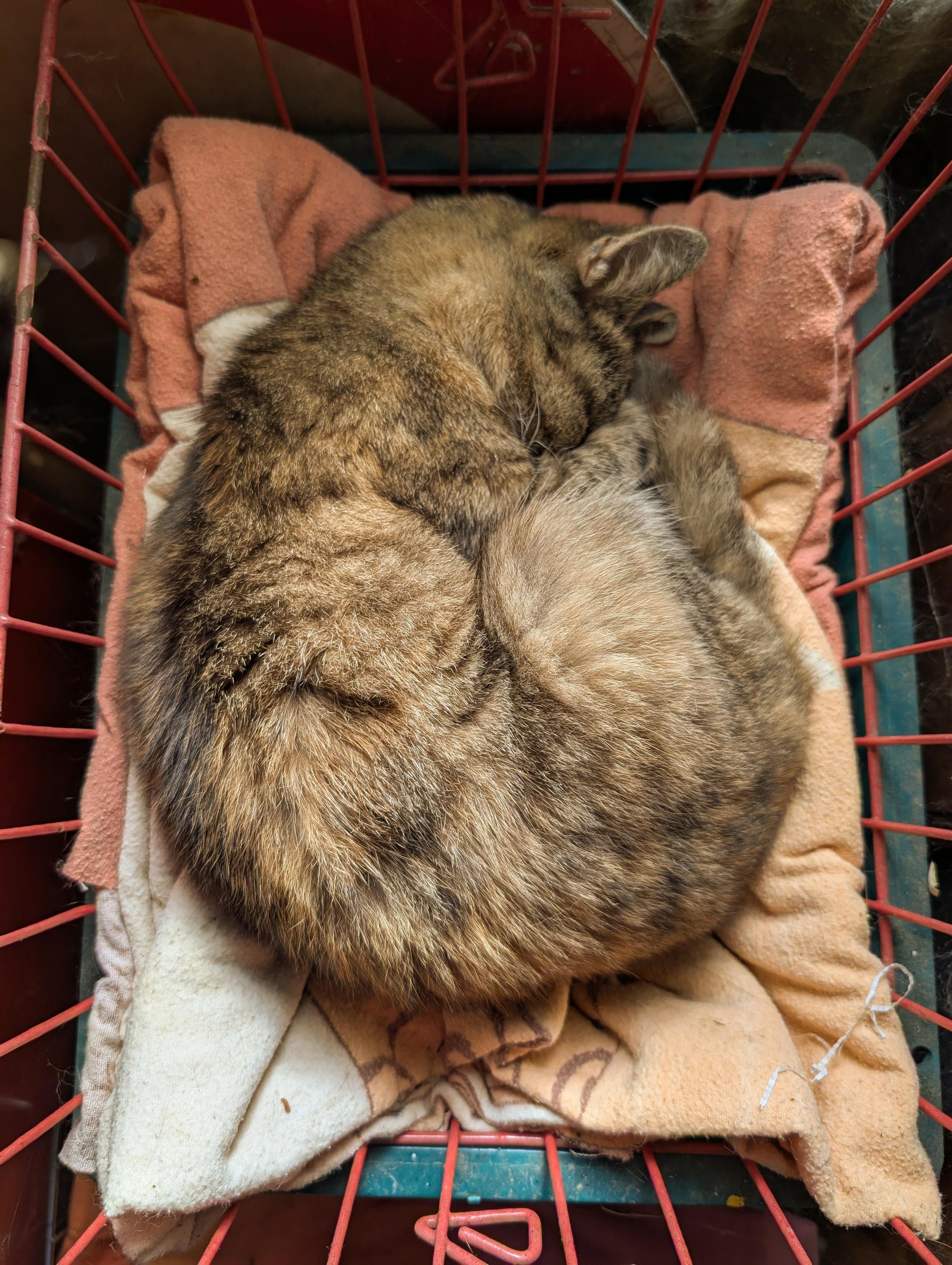 My cat cinnamon-rolled herself in a red metal basket with a orange red blanket below