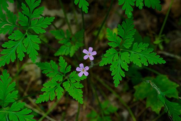 Two tiny purple flowers with exactly five petals surrounded by fern-like foliage.