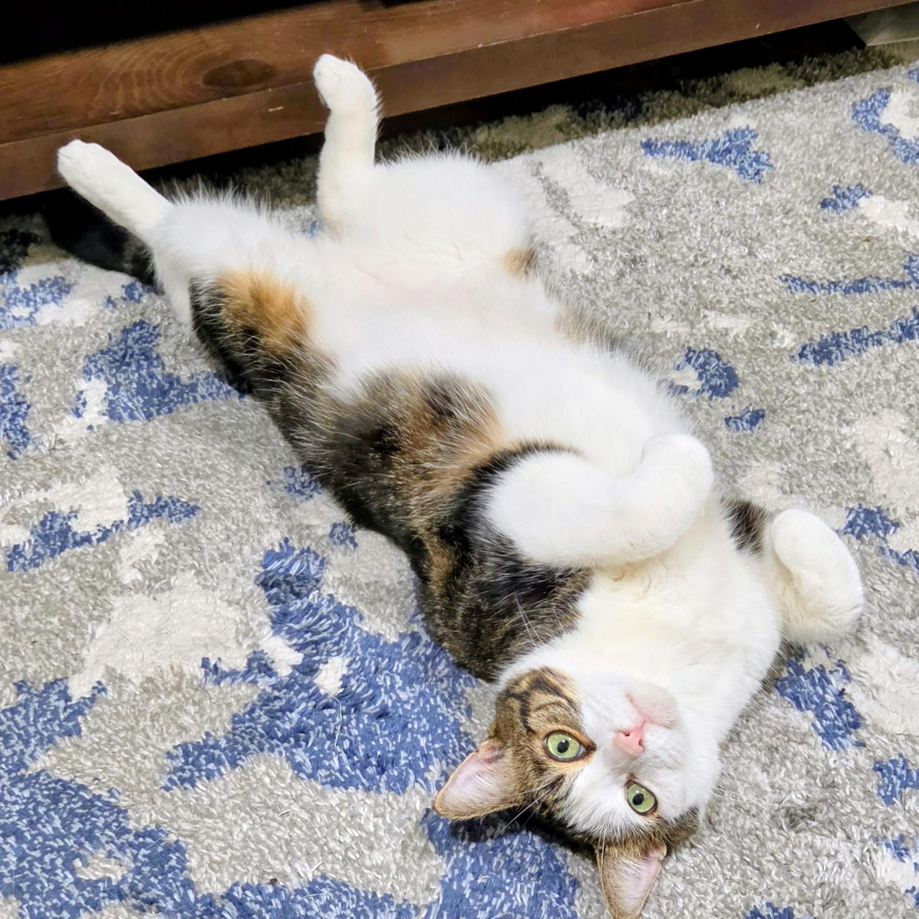 Blaze the Cat