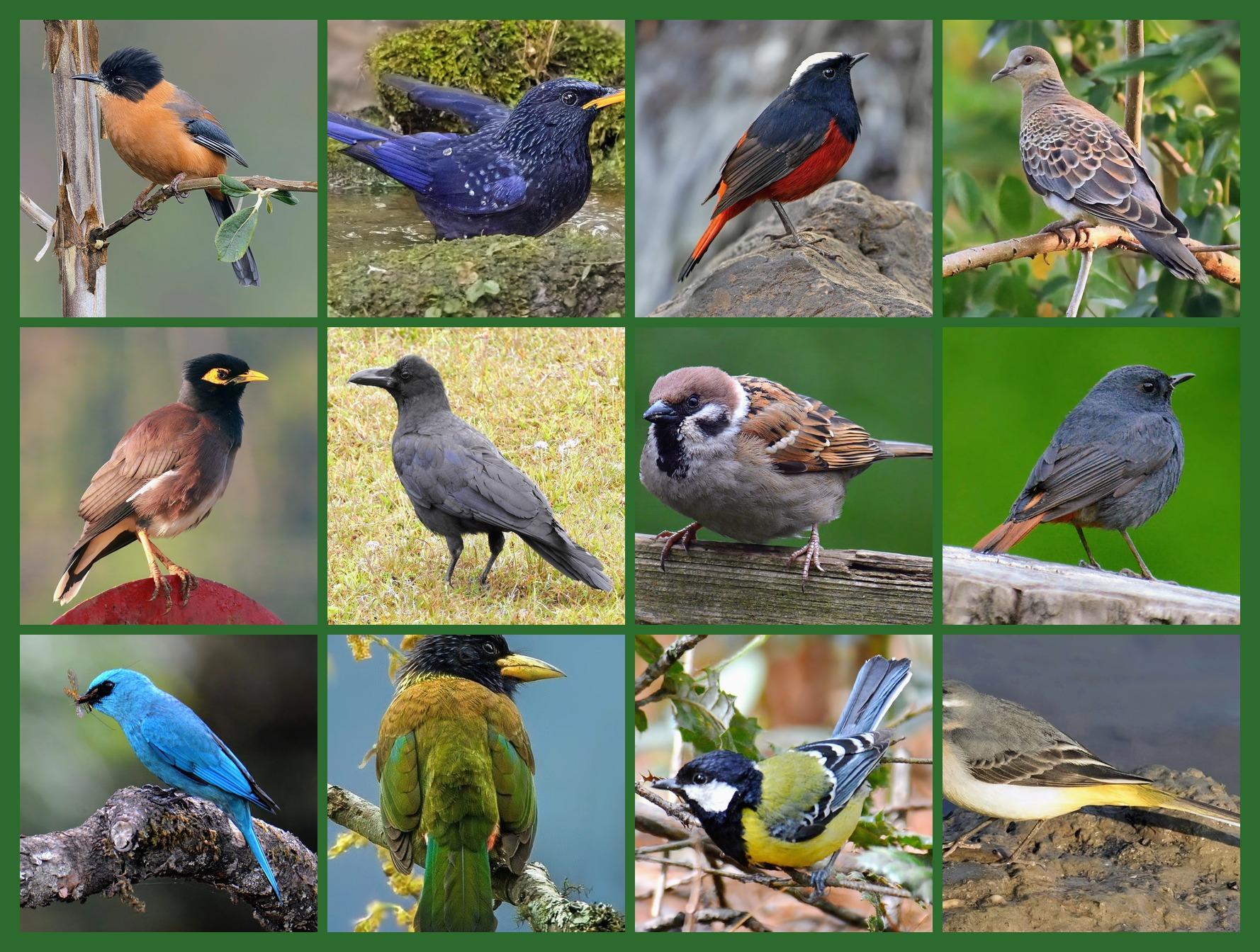 A photomontage of the birds in today's updated quiz.