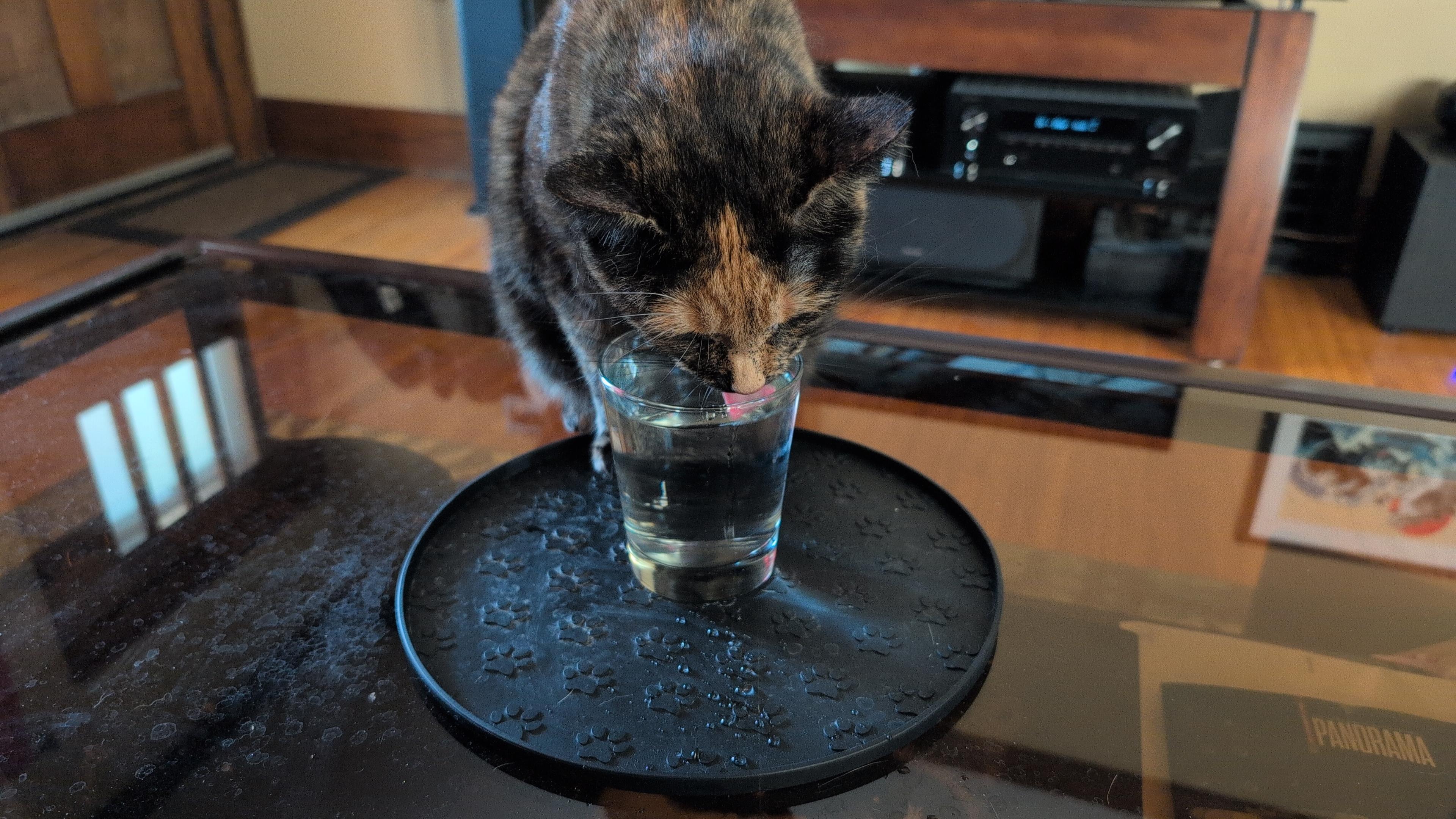 A tortie cat is drinking from a water glass sitting in a silicone splash mat on a coffee table. The splash mat is marginally effective, evidenced by numerous hard water spots on the coffee table.