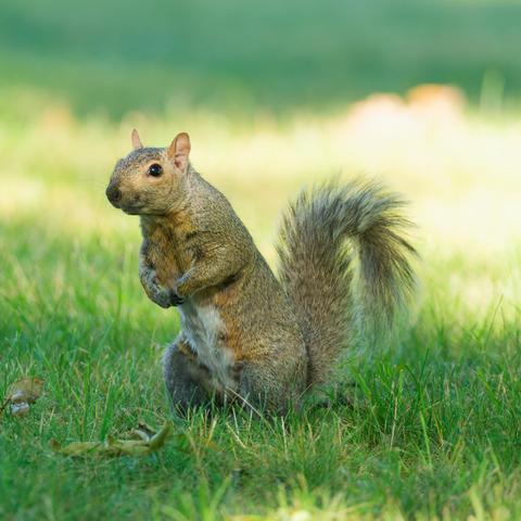 Squirrel sits on hind quarters with his paws up looking to the right with alter looking ears and erect bushy tail on high contrast grass thanks to rays of sunlight breaking through the shadows