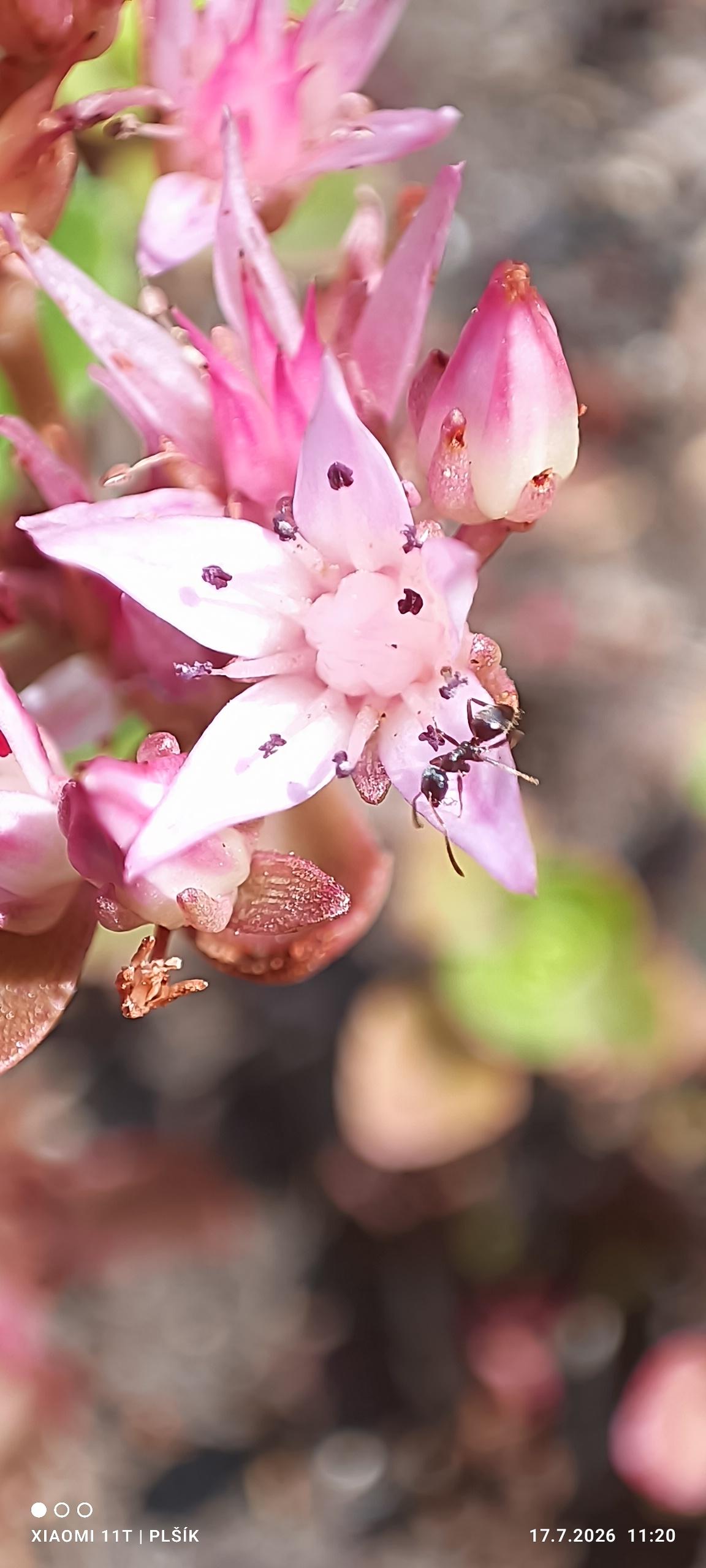 In the centre of the photograph is a close-up of a pink flower with five petals, which are rather long and pointed. One of the petals is not very visible as it is bent. The centre of the flower forms a pentagon with stamens, and is also pink. You can see more flowers and buds next to them. The leaves and stem below the flower are red and green, and there is blurred greenery in the background. There is a black ant on one of the petals.