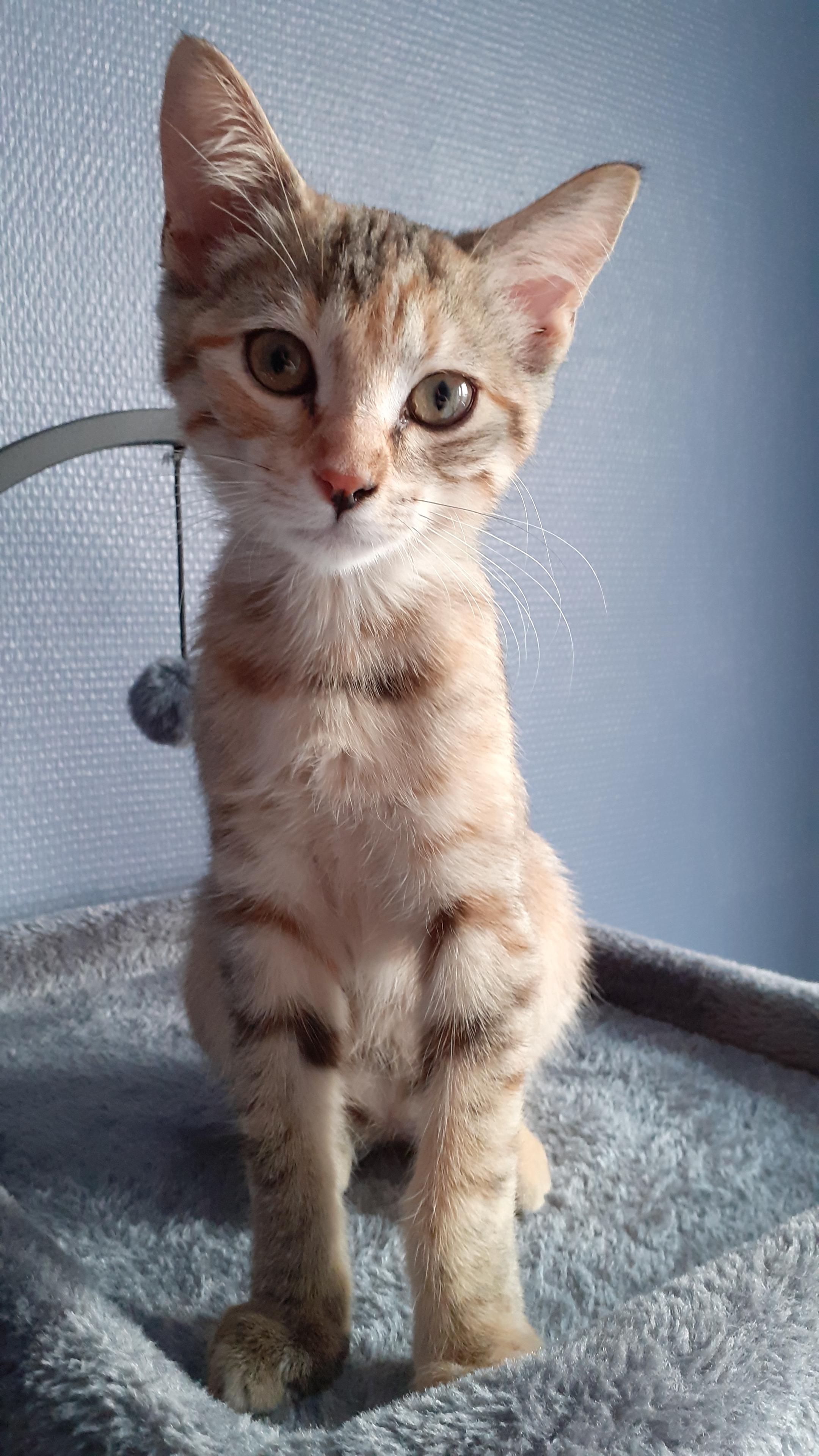 A photo of TipToe, sitting on top of her cat tree, looking at me with her head slightly tilted.