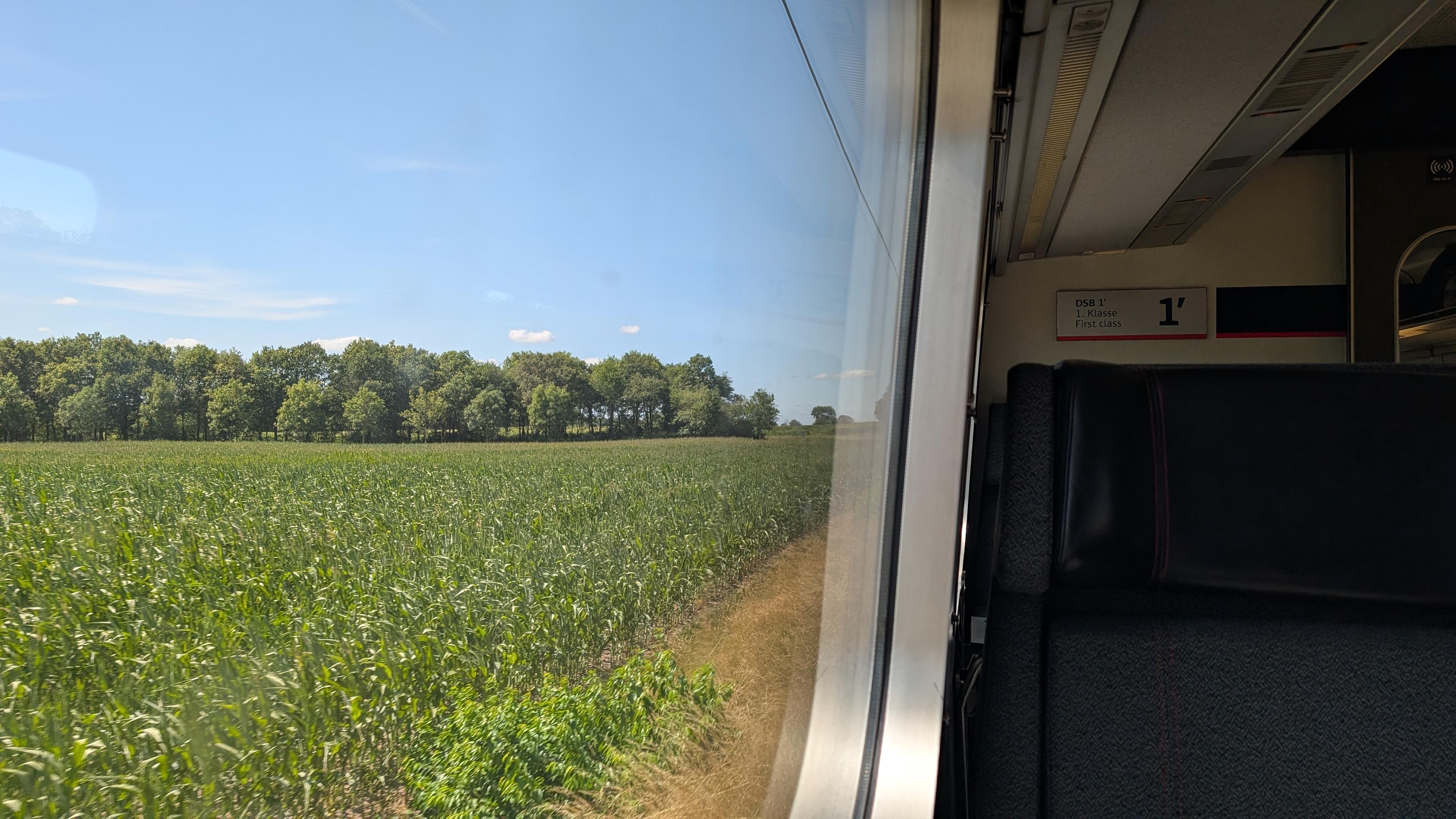 A maize field with some trees seen through a train window