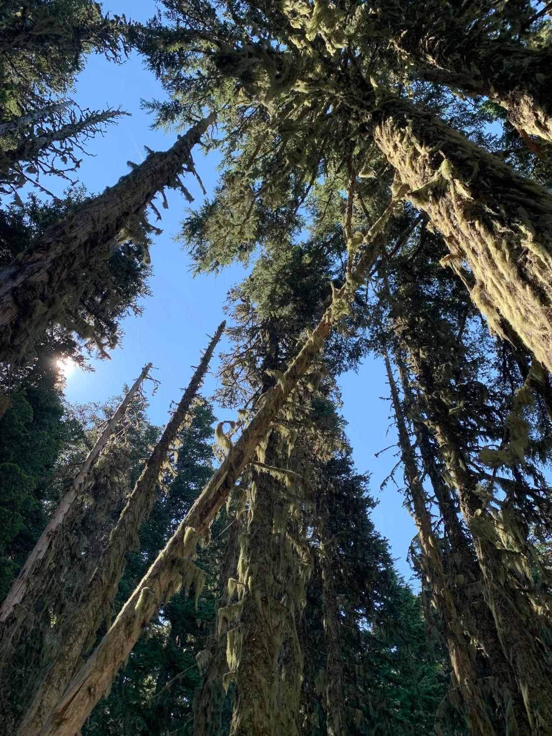 Looking up at dense moss putting the fur in the large fir trunks
