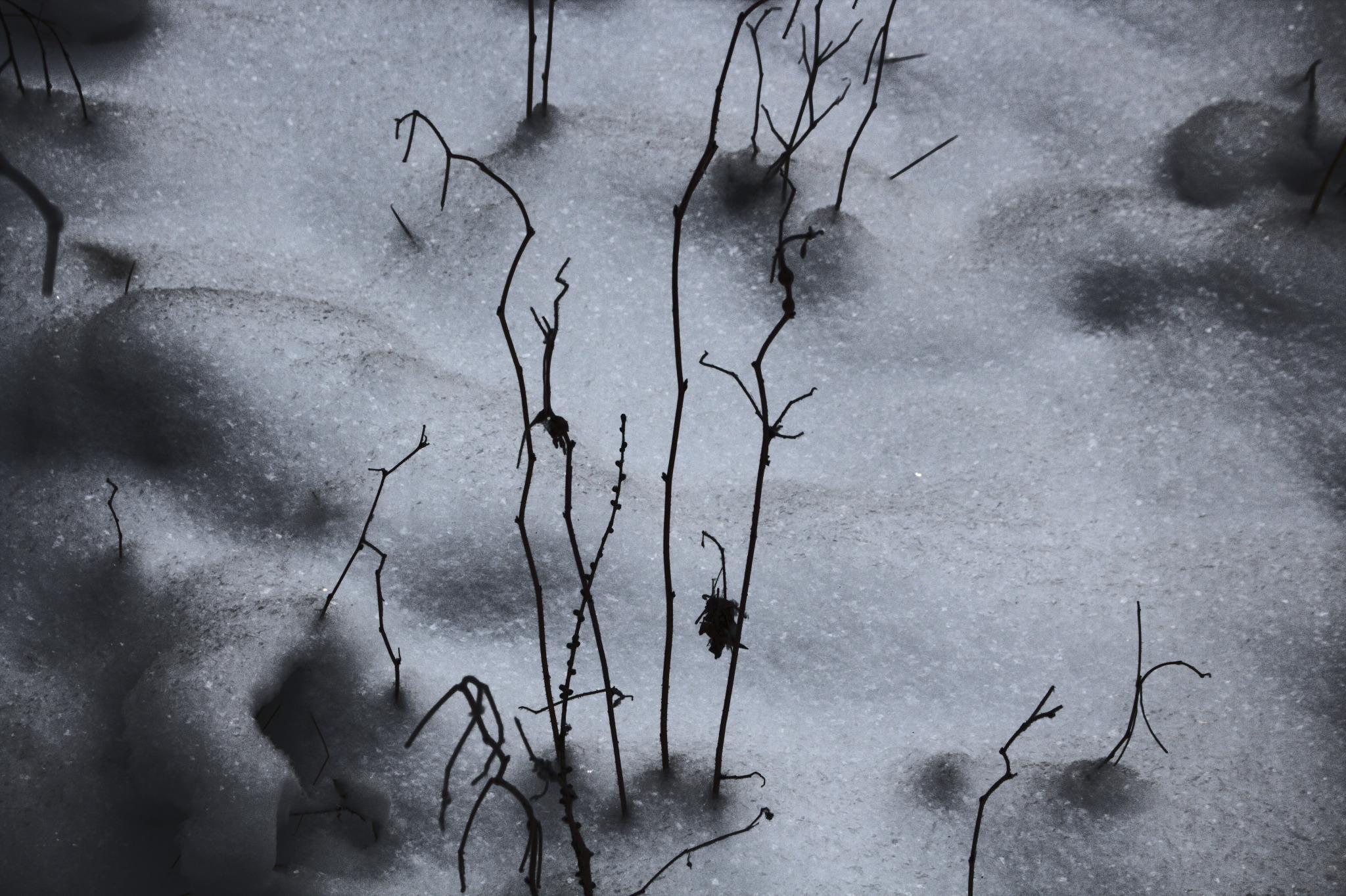 The photo shows a forest undergrowth covered with a thick layer of snow