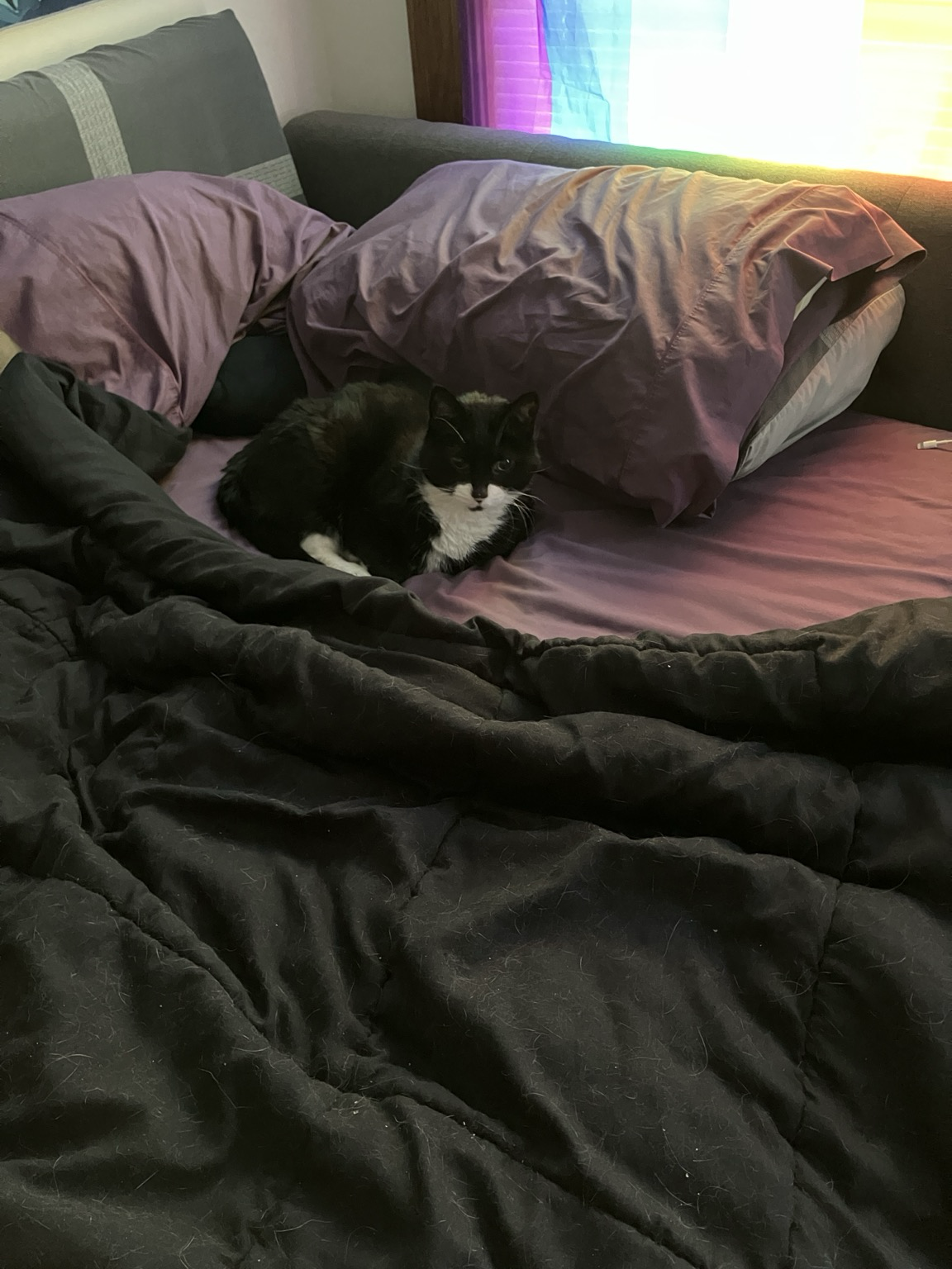 Cat lying in bed, between the pillows and the covers that have been pulled back from when I just got out of there