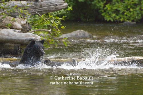 A black bear in a river with water up to its shoulders watches a salmon jumping out of the water right before its nose. The bear just missed a good catch. There is a lot of water splashing around the bear and the salmon. The tail of the salmon sticks out of the water. There are logs and rocks in the river and trees in the background.