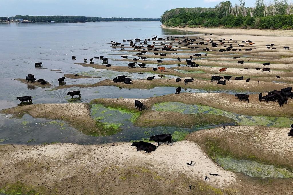 Cattle sit on the banks of the Danube River.