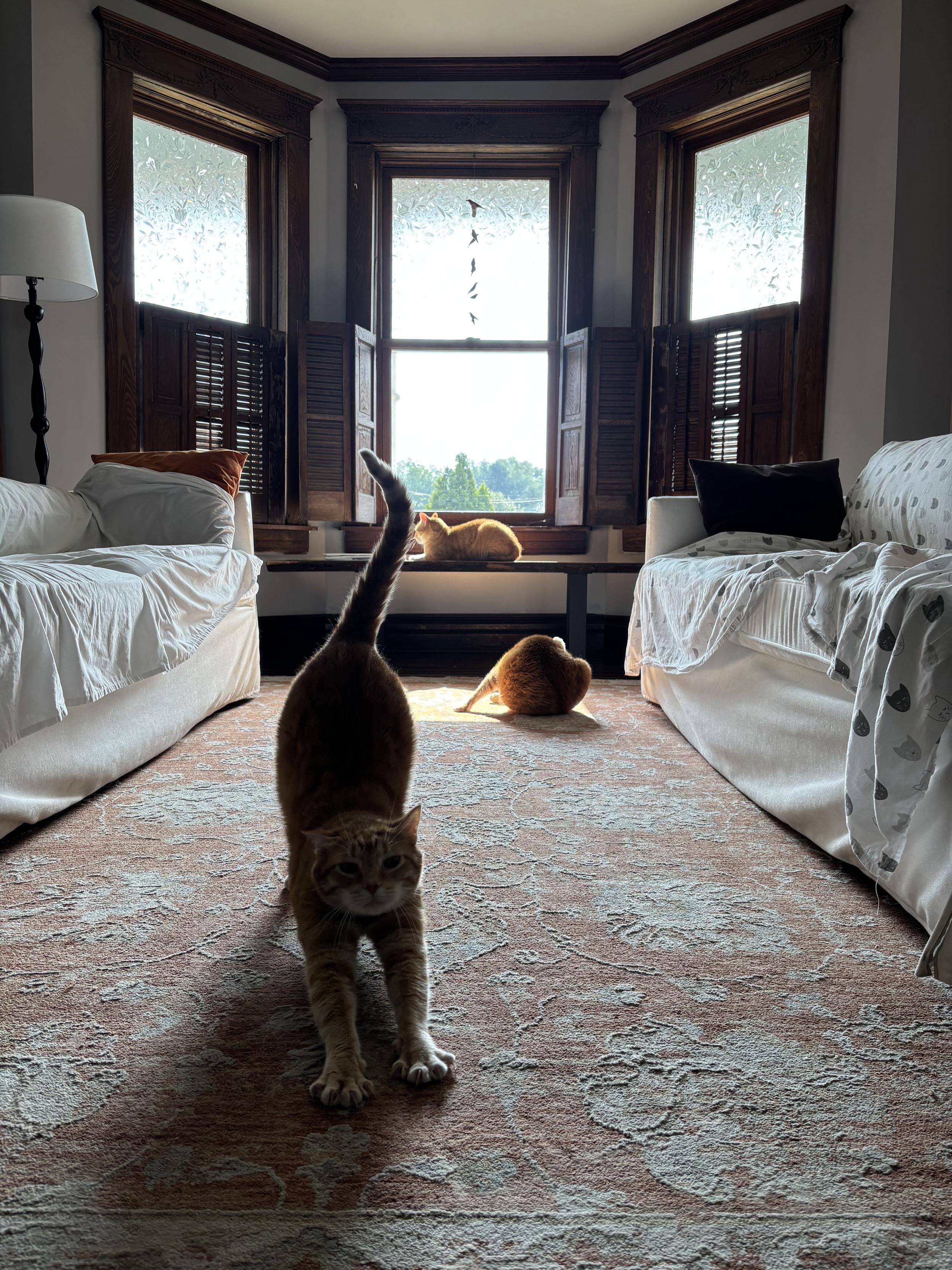 Squeak, Scooby, & Sgt Pipper, all ginger Tabby’s, lounge in the morning sun. This live action shot in the living room is Squeaker coming over to say hello.