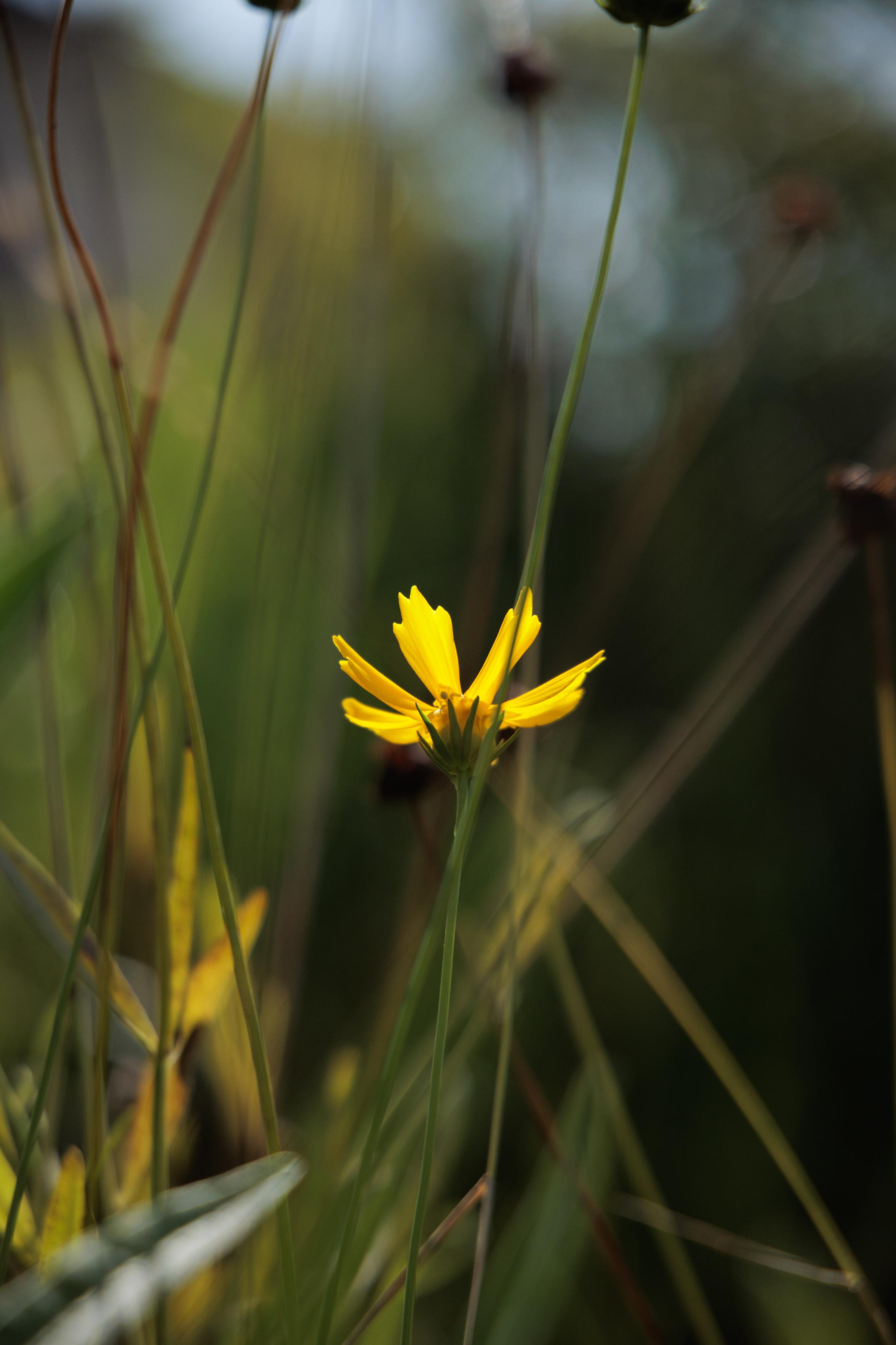 Yellow flower blooming among tall green grasses in soft sunlight with a blurred natural background.