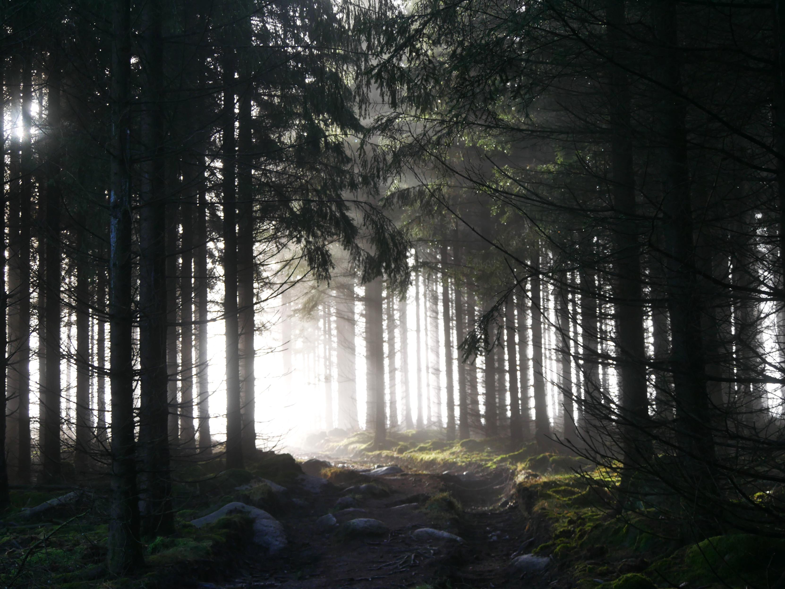 Harzer Wald im Morgenlicht und eisigem Nebel bei Schierke im Harz. Es wundert einen nicht,  dass es hier so viele Sagen über Hexen und Waldgeister gibt. Zwischen den Fichten hält sich der Nebel und der Boden ist bedeckt mit Moos. Die Sonne versucht den Nebel zu durchbrechen.  Harz 2024