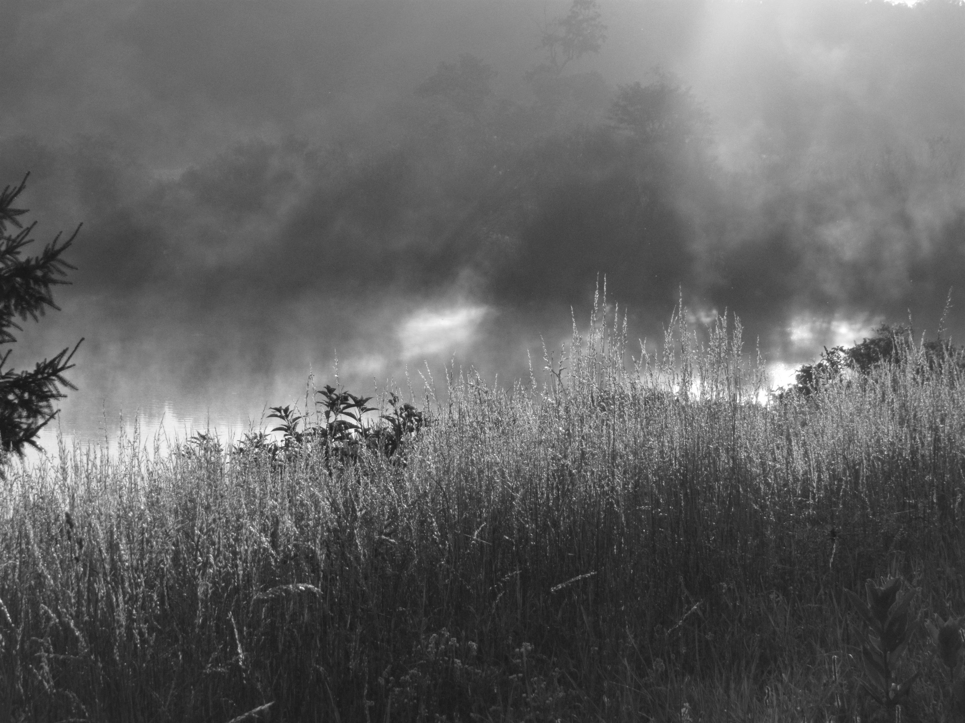 Sonnenlicht bricht durch dichten Nebel und beginnt, den Hintergrund aus Bäumen und Gebüsch am gegenüberliegenden Ufer eines Teichs zu beleuchten, in dessen Vordergrund hohes Gras wächst. Ganz links im Bild sind einige Zweige einer Fichte zu erkennen.

Sunlight breaks through a heavy fog and begins to illuminate the background of trees and shrubbery on the far side of a pond where tall grasses grow in the foreground. A few branches of a spruce tree are evident on the extreme left of the photo.