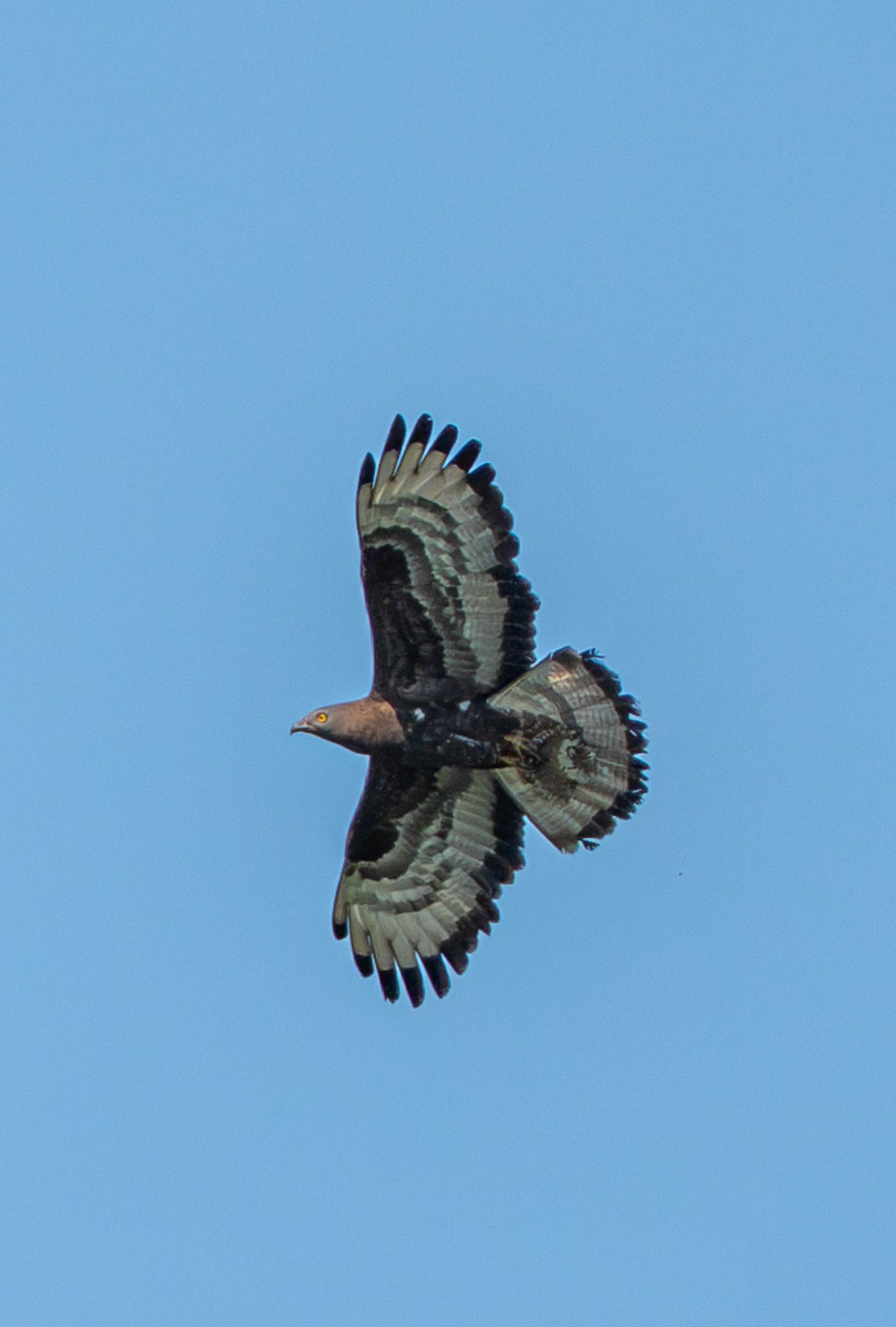 An adult dark morph European Honey Bussard flies in the blue sky with tis wings and tail spread holding a hornet nest in its fangs.