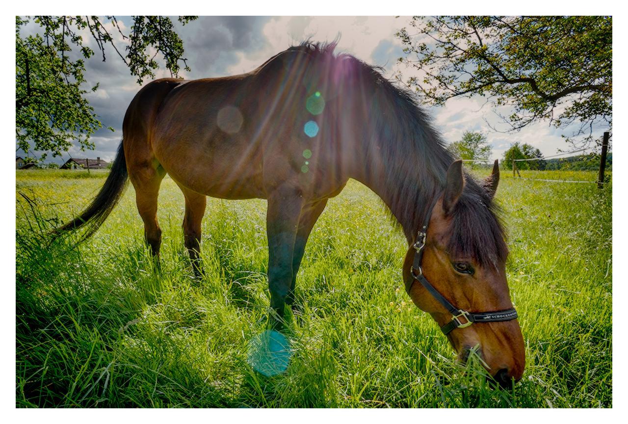 A brown horse with a dark mane is standing in a lush green grassy field, lowering its head to graze. The horse wears a black halter. Bright sunlight from behind creates a strong lens flare with colorful light streaks across the image. In the background are green trees and a partly cloudy sky.