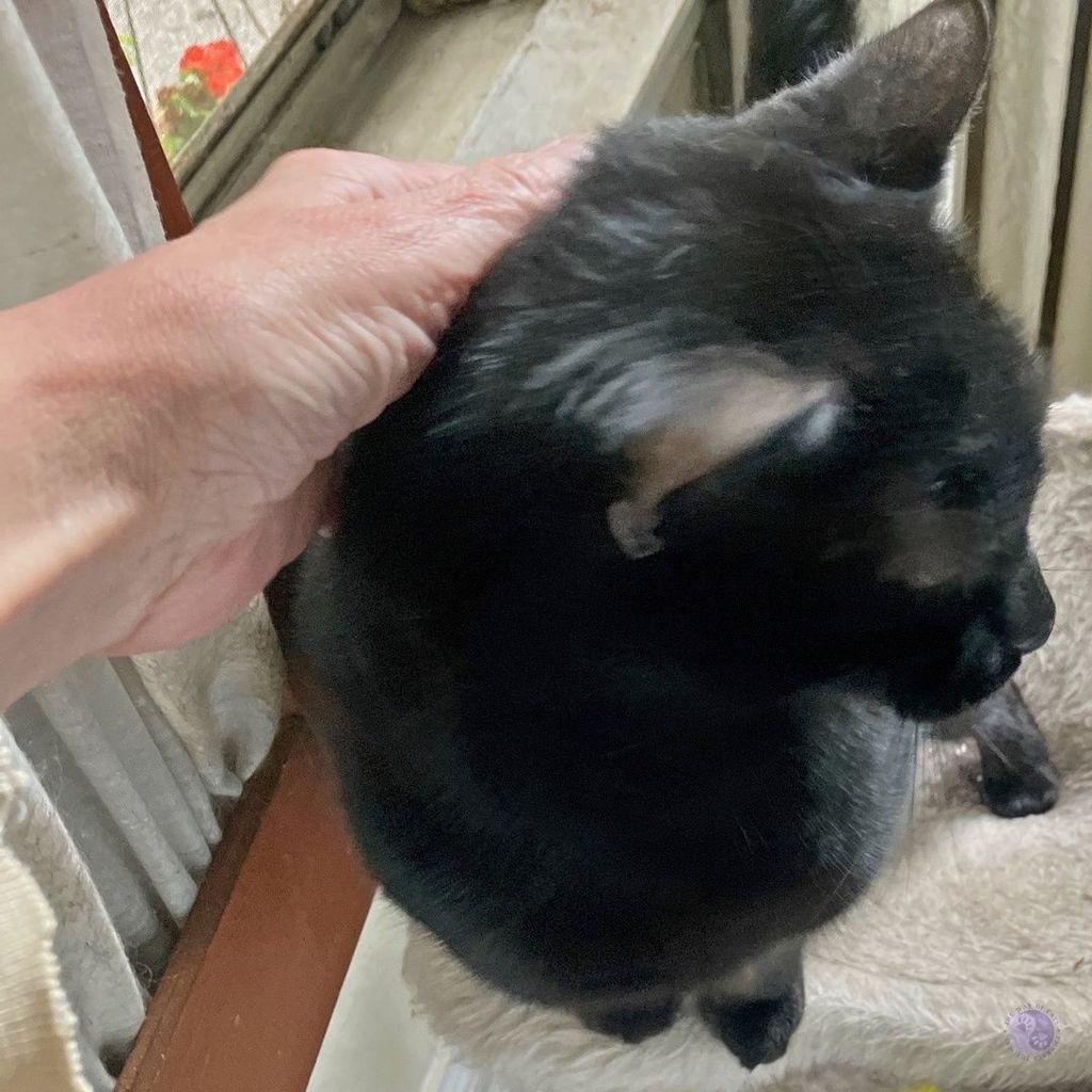 A pale woman's hand is petting the back of the head of an all black teen cat, sitting up in a round white cat hammock, while the background is a screened window with a bright orange bloom visible through it.