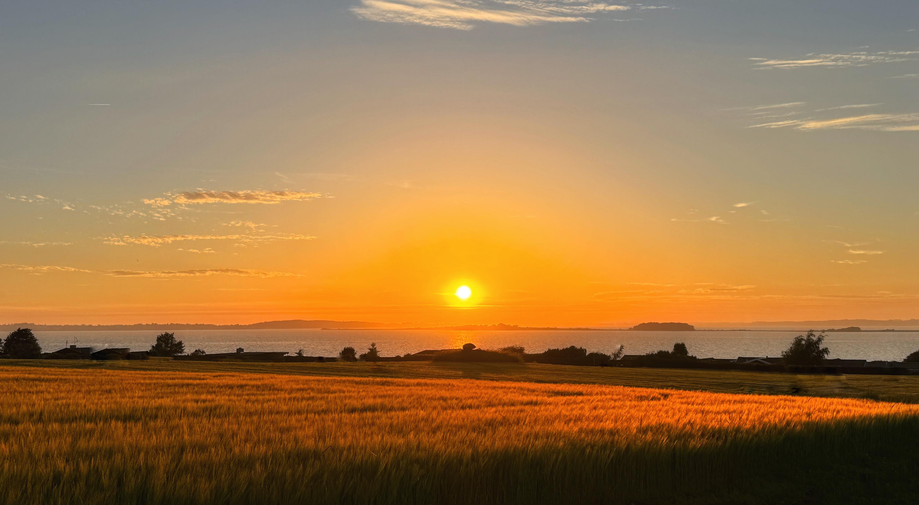 Pittoresque sunset on the Danish South Funen archipelago. The sun casts golden light on a wheat field in the foreground.