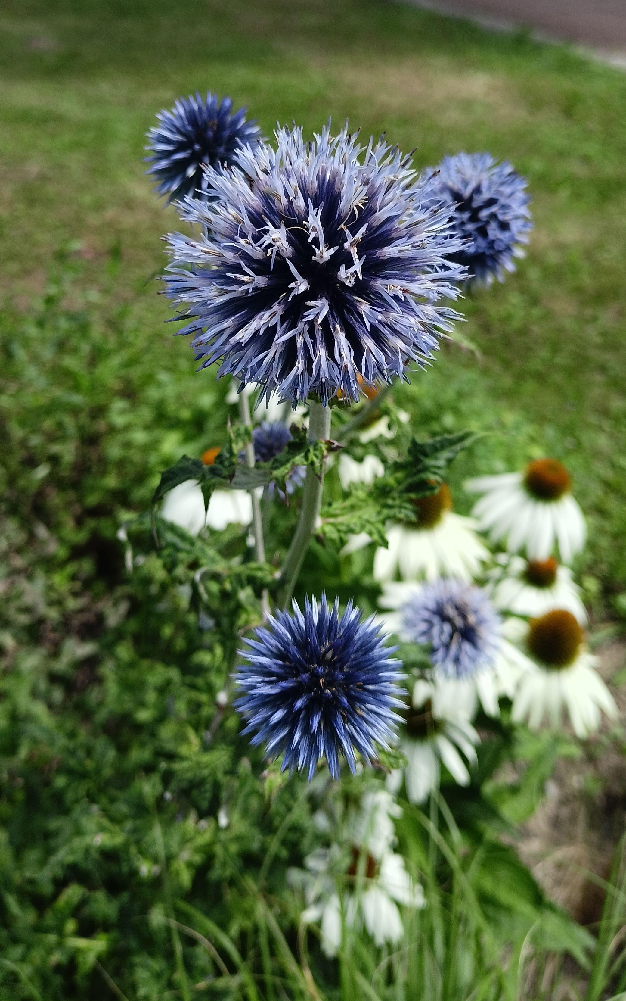 A photo of blue globe-thistle flowers - one in full focus in the foreground, two smaller ones behind it, and two below, all of these with lower focus. In the background, behind the blue globe-thistle are what seem to be daisies or similar white-petalled flowers. My phone often makes sucky photos, but this one really came out well in the way the focus worked.