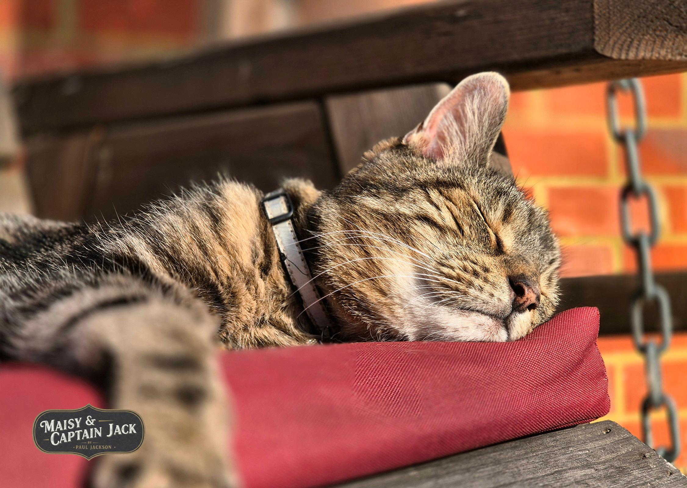 A close-up, sun-drenched shot of Captain Jack, a handsome brown-and-grey striped tabby cat, indulging in the ultimate lazy Sunday afternoon nap. Resting his head peacefully on a plush burgundy cushion, he looks completely blissful with his eyes tightly closed, ears relaxed, and delicate whiskers catching the warm, golden light.

He is stretched out on a rustic wooden porch swing, with a hanging metal chain visible to the side and a soft, warm brick wall glowing in the background. His thick tabby fur catches every bit of sunlight, capturing a picture-perfect moment of pure feline comfort and weekend relaxation.

A stylised logo at the bottom reads "Maisy & Captain Jack by Paul Jackson.", confirming the identity of this charismatic feline.