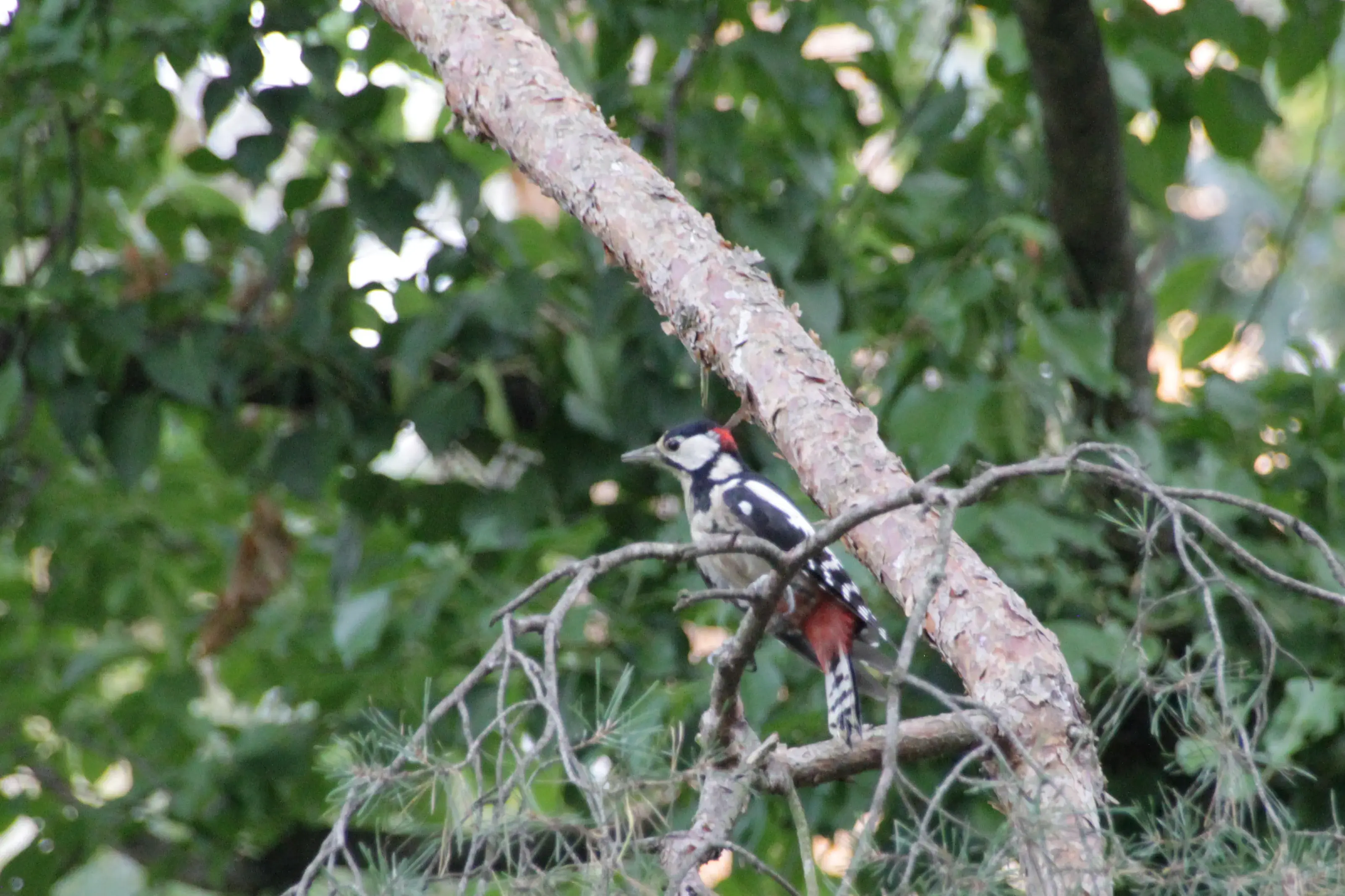Closeup of a slightly out-of-focus spotted woodpecker.